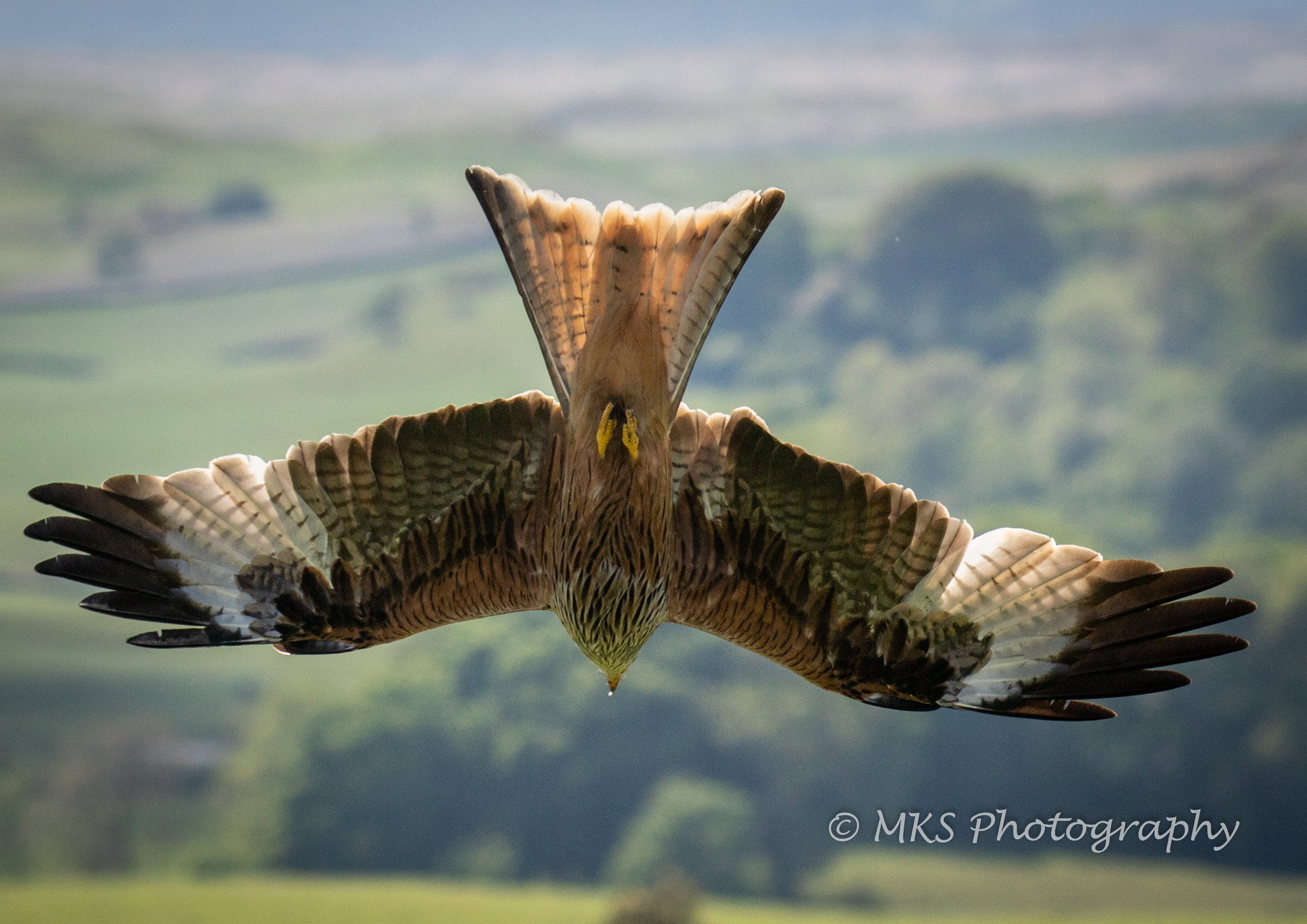 Red Kite