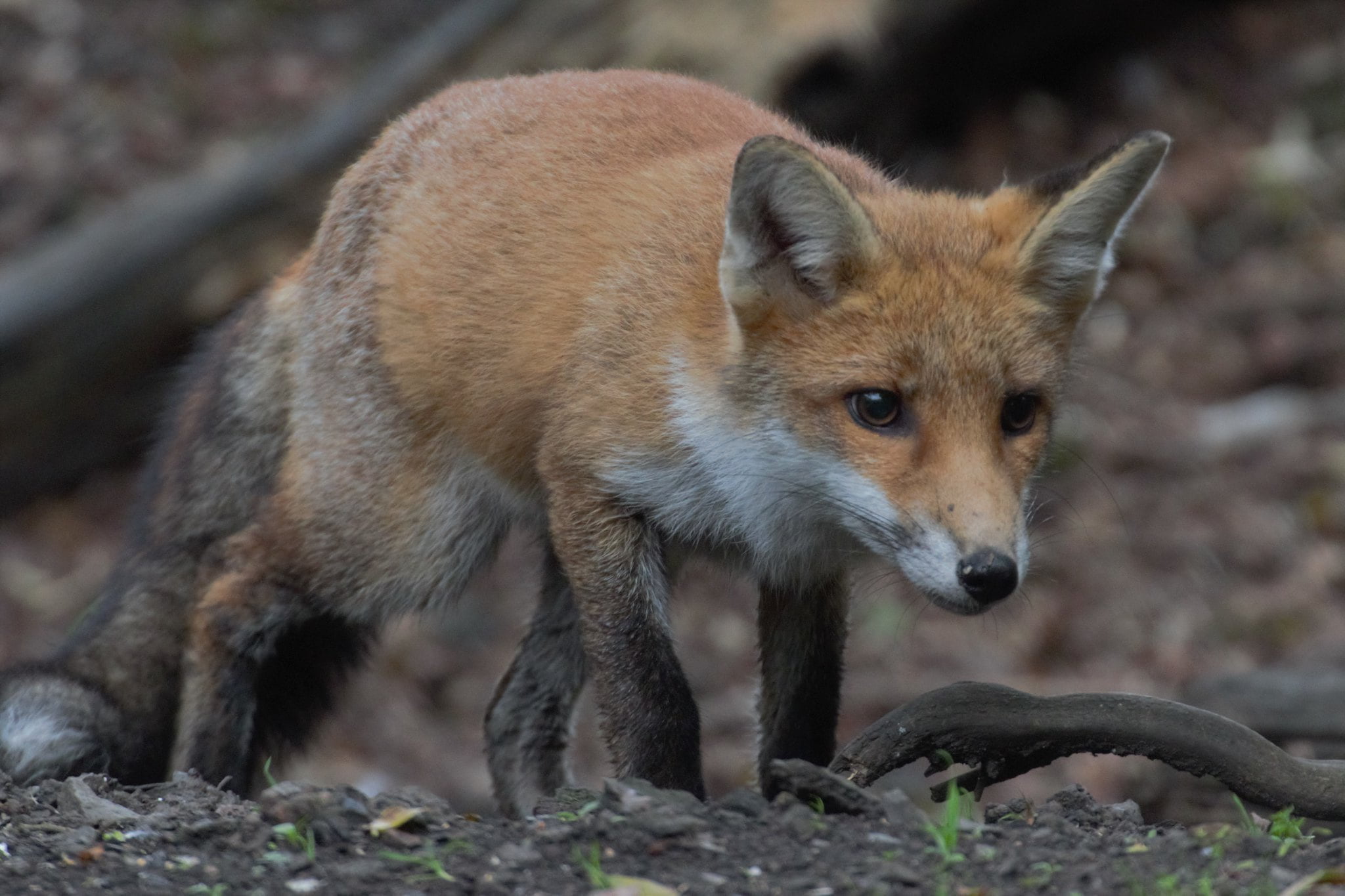 Fox