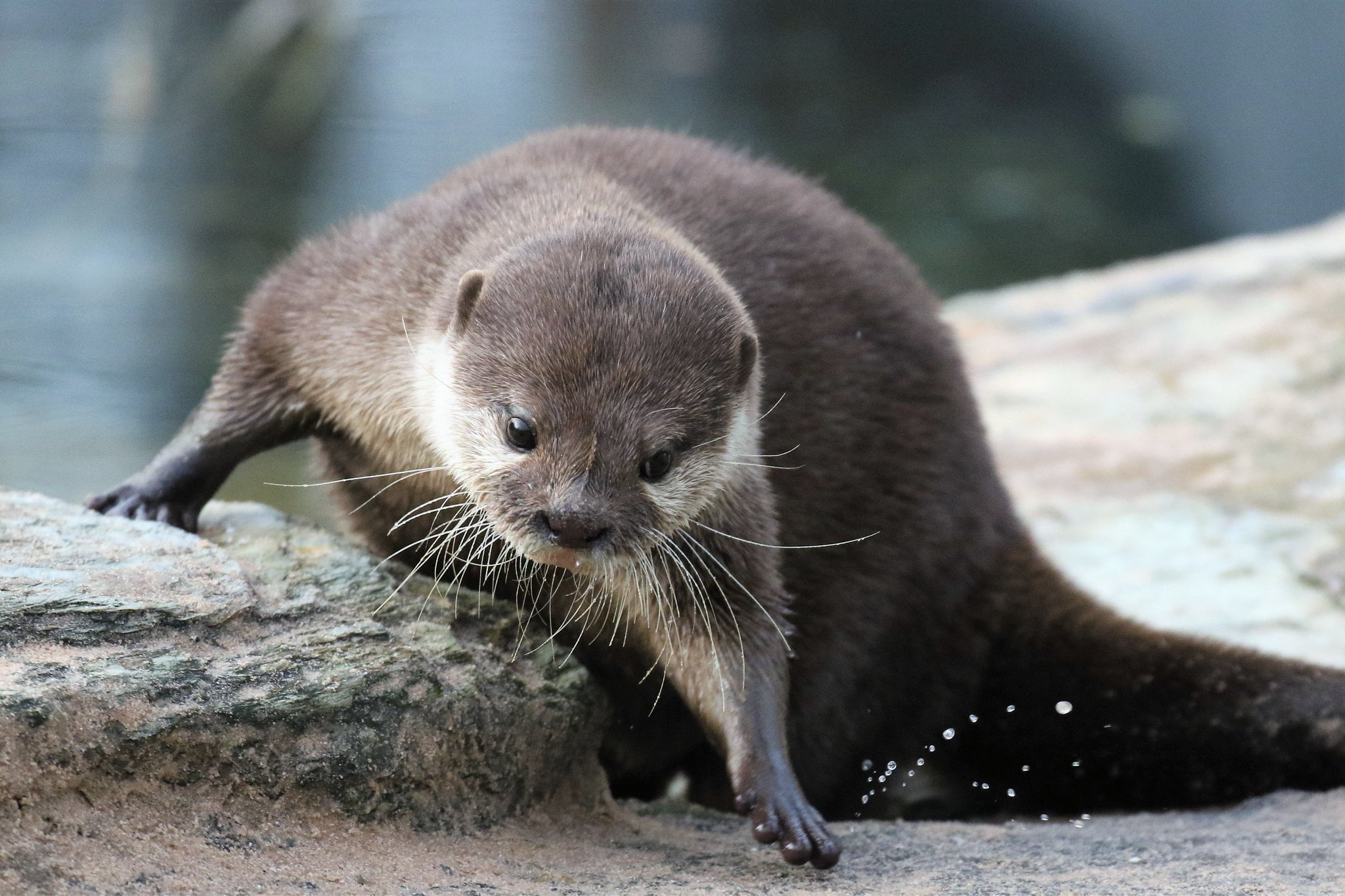 Otter