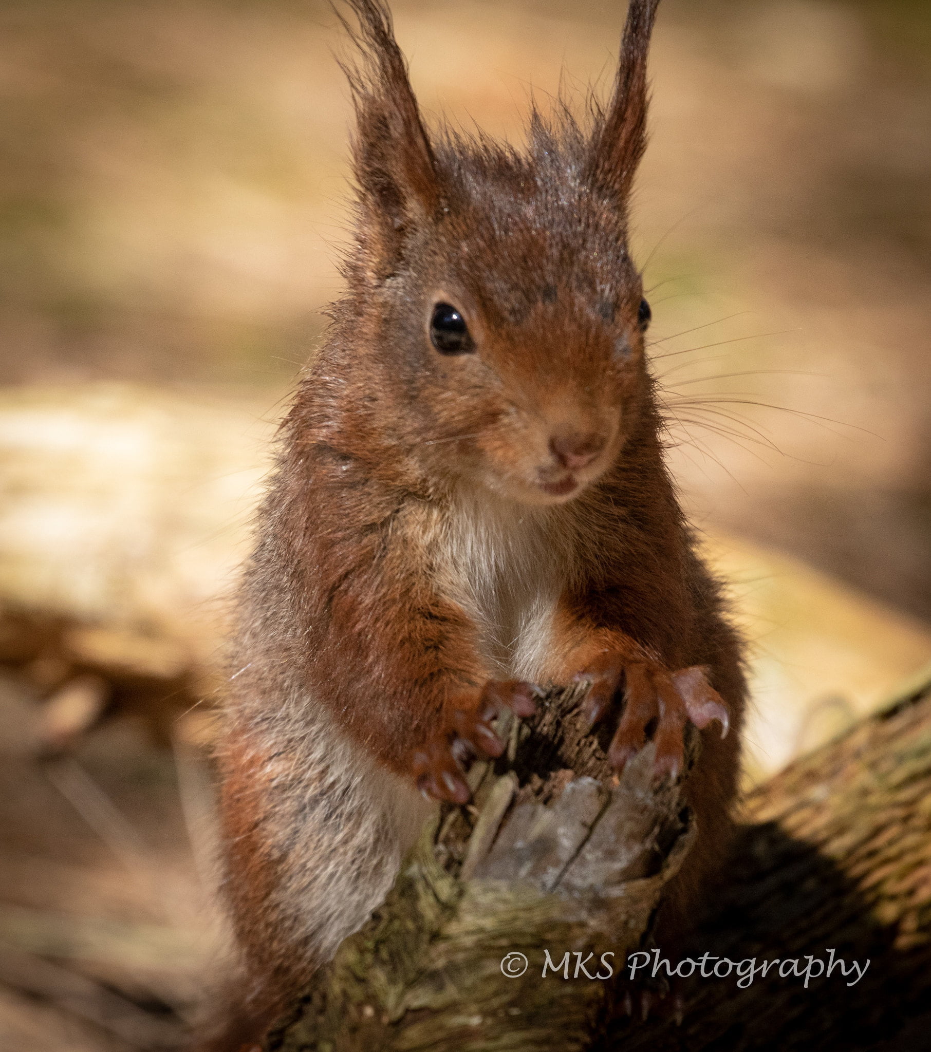 Red Squirrel