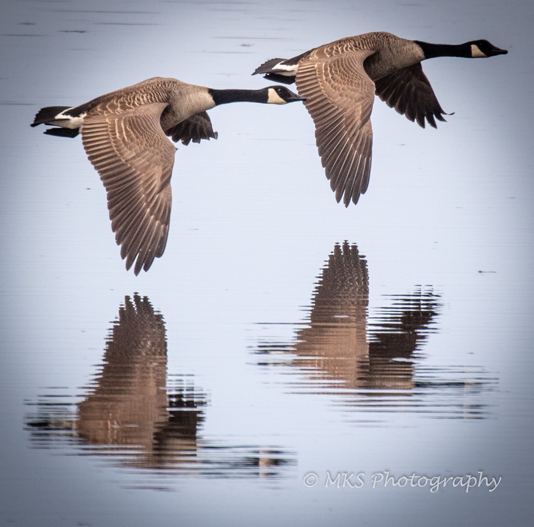 Geese