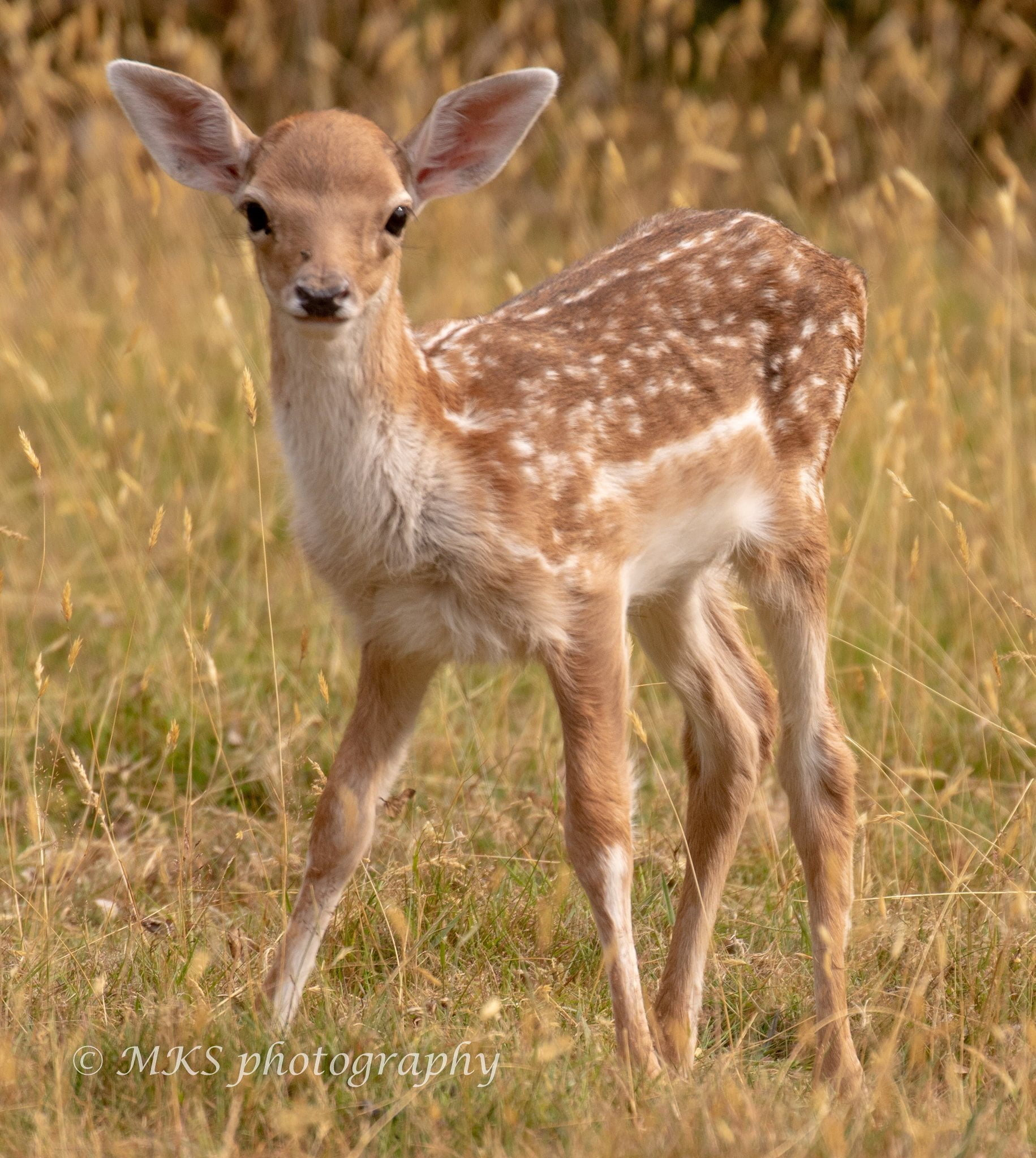 Fawn
