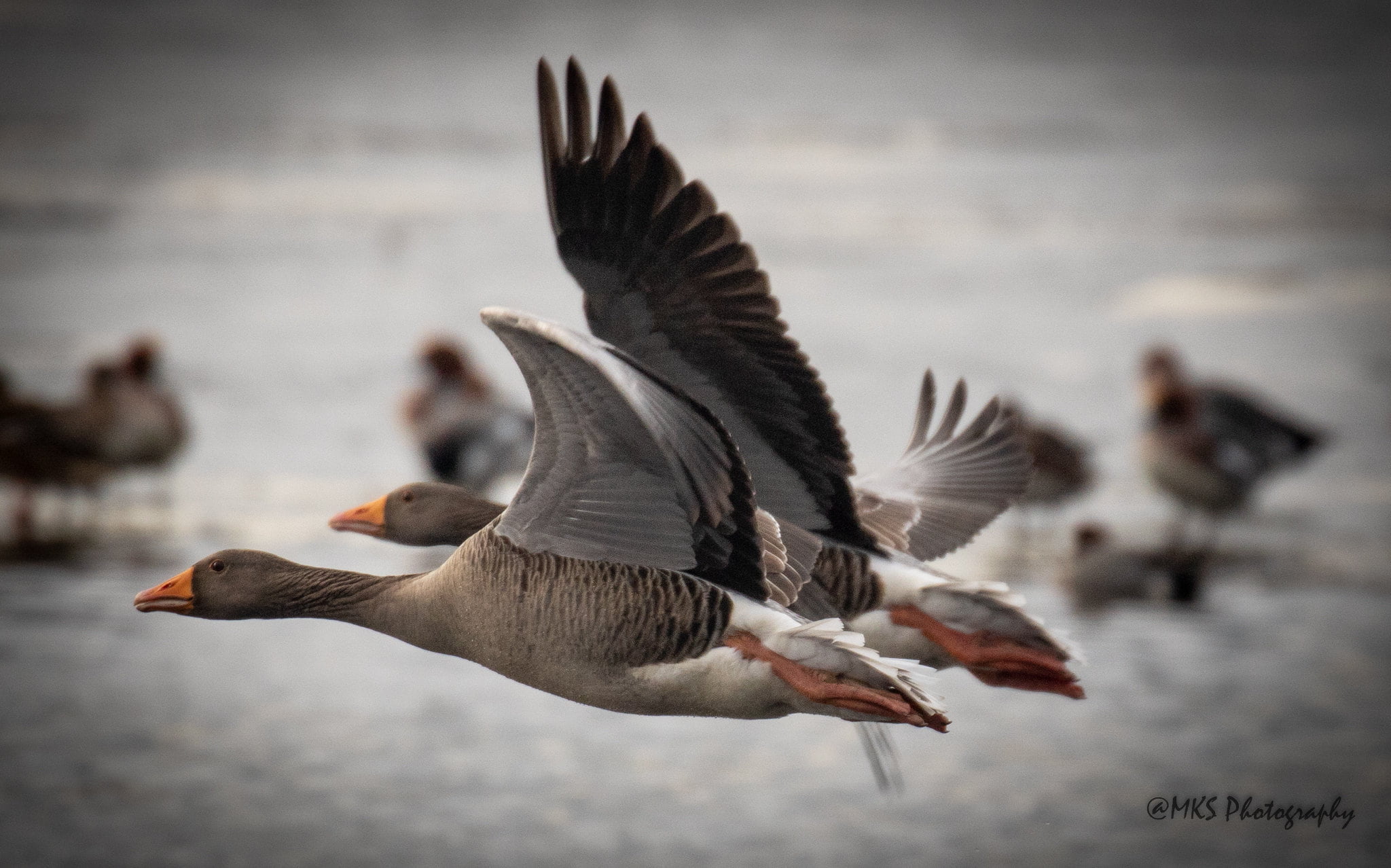 Greylag Goose