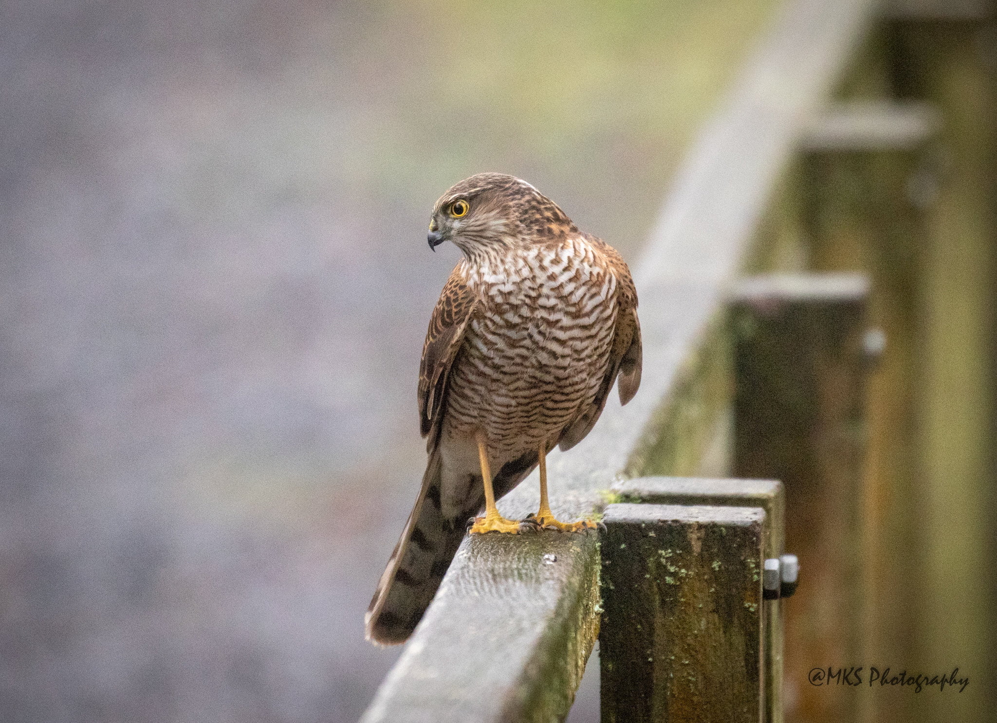 Sparrowhawk – Female