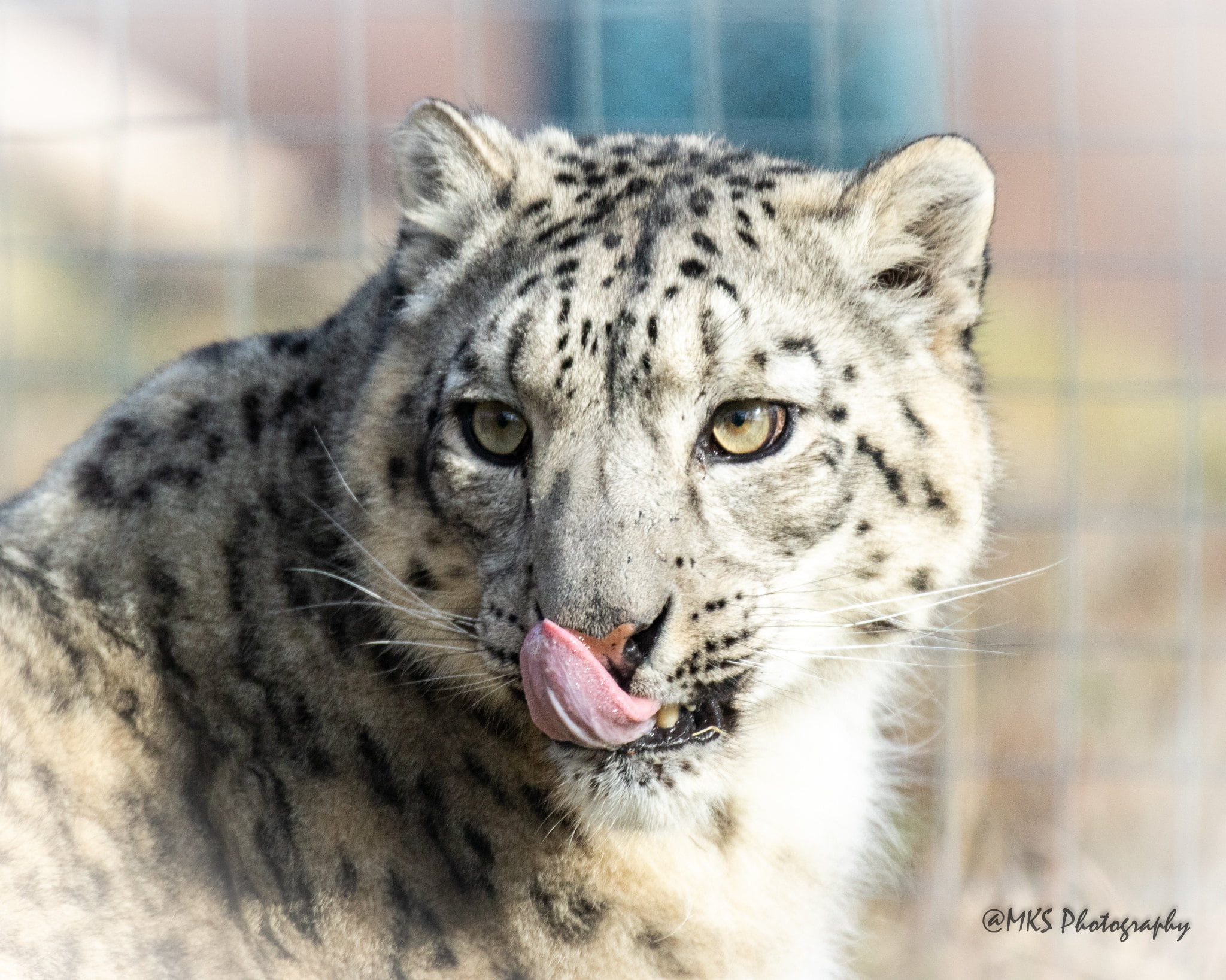Snow Leopard