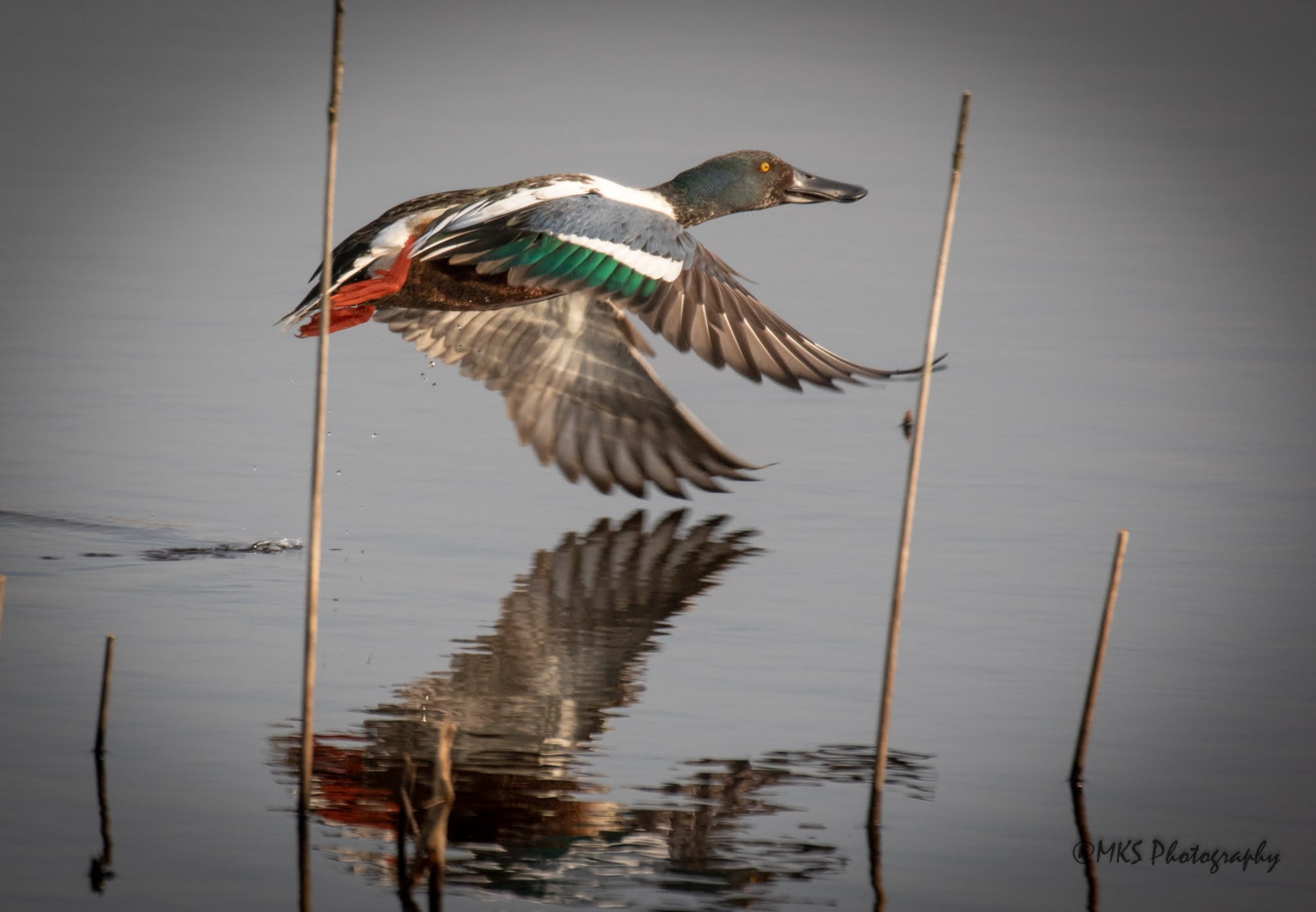 Shoveler