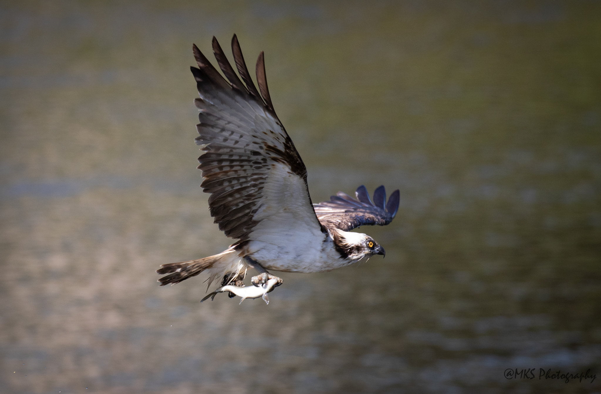 Osprey
