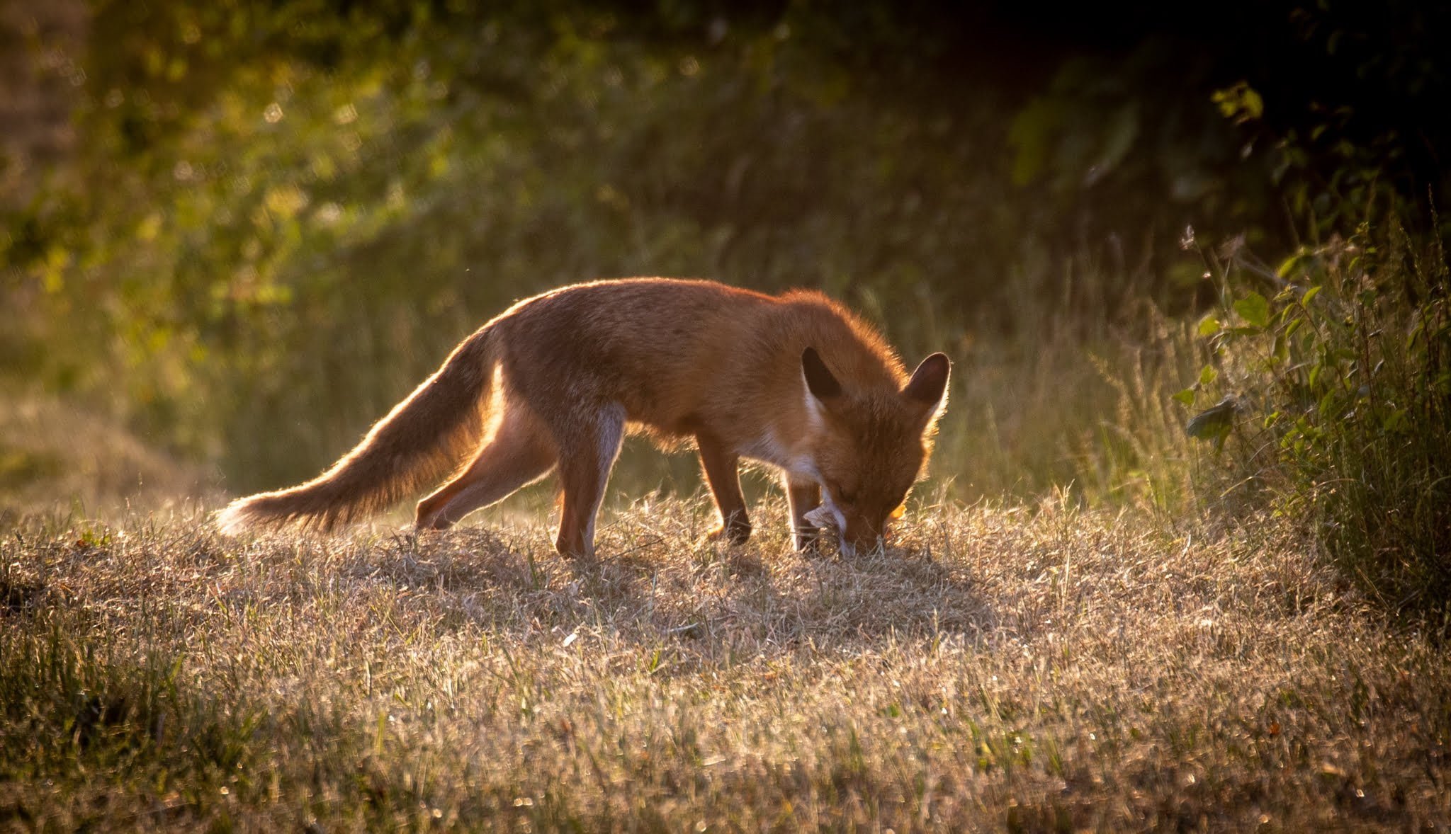 Fox