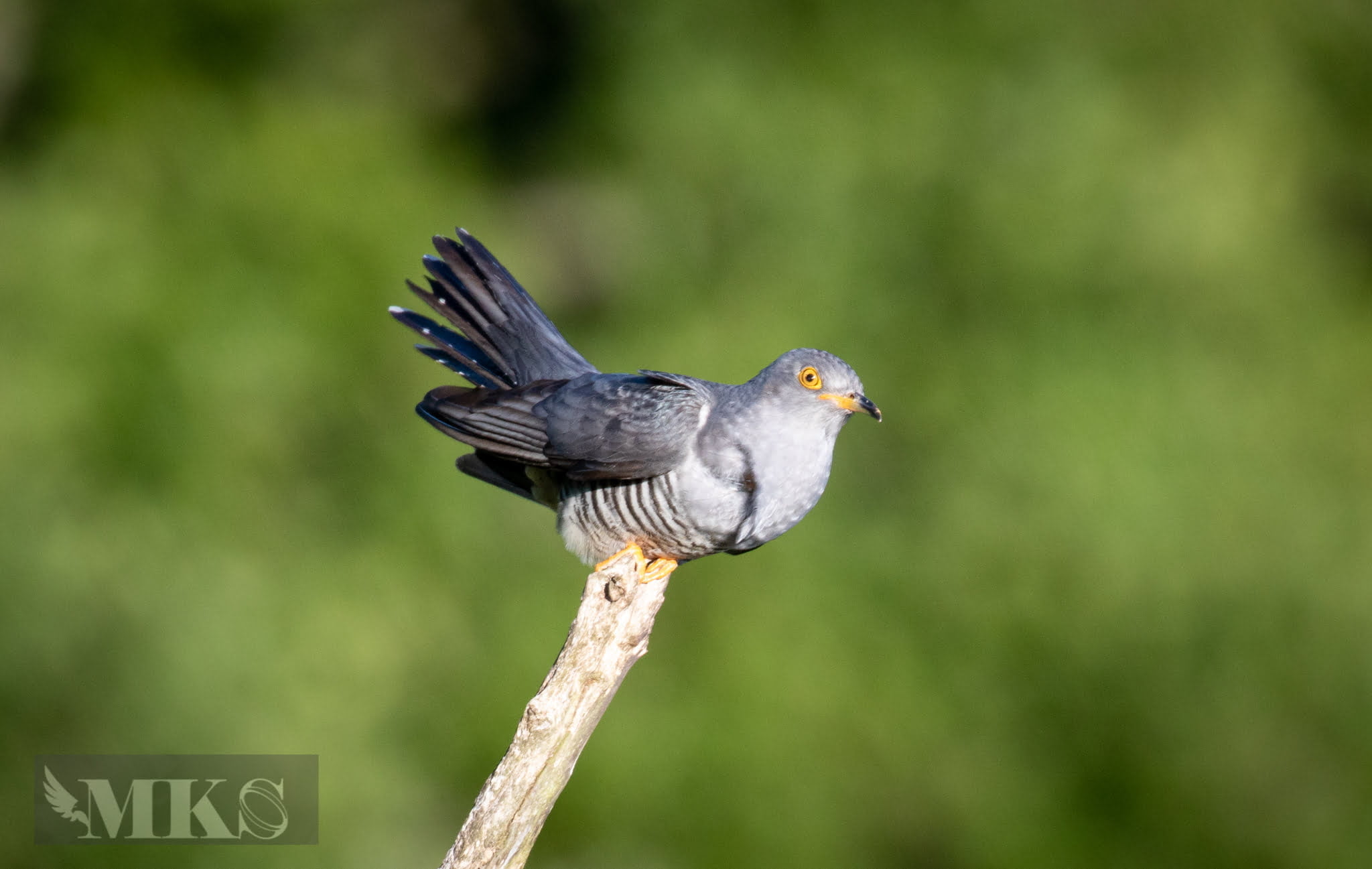 Cuckoo