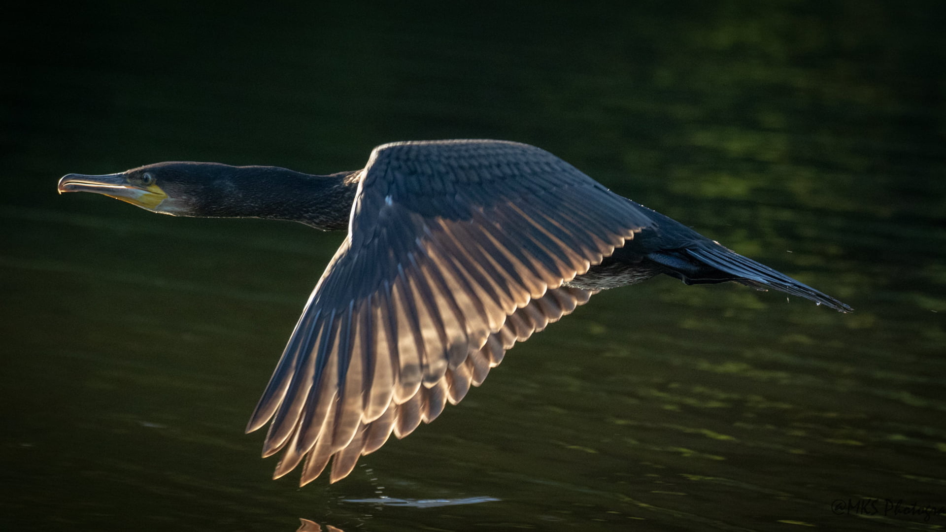 Cormorant