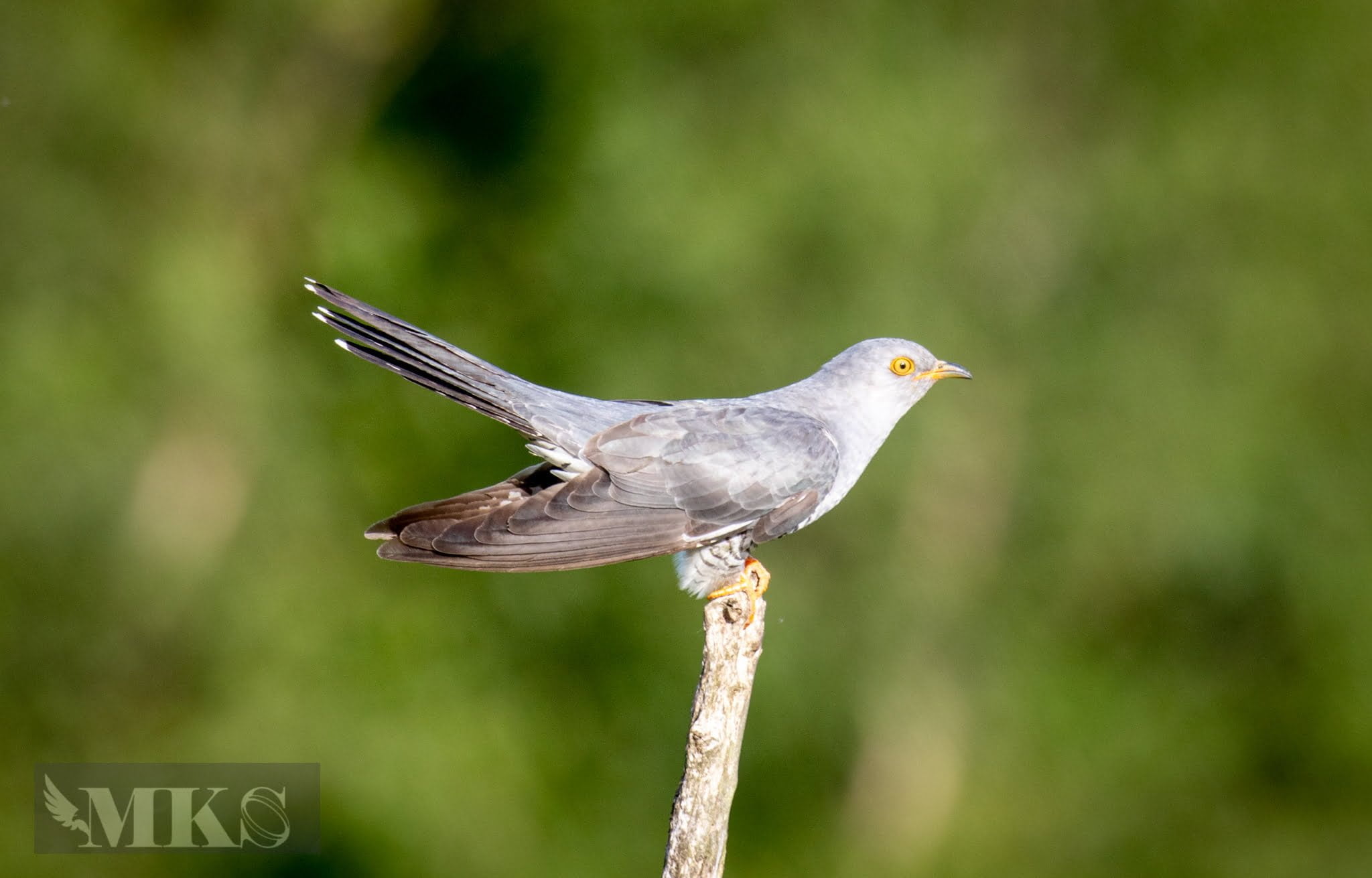 Cuckoo