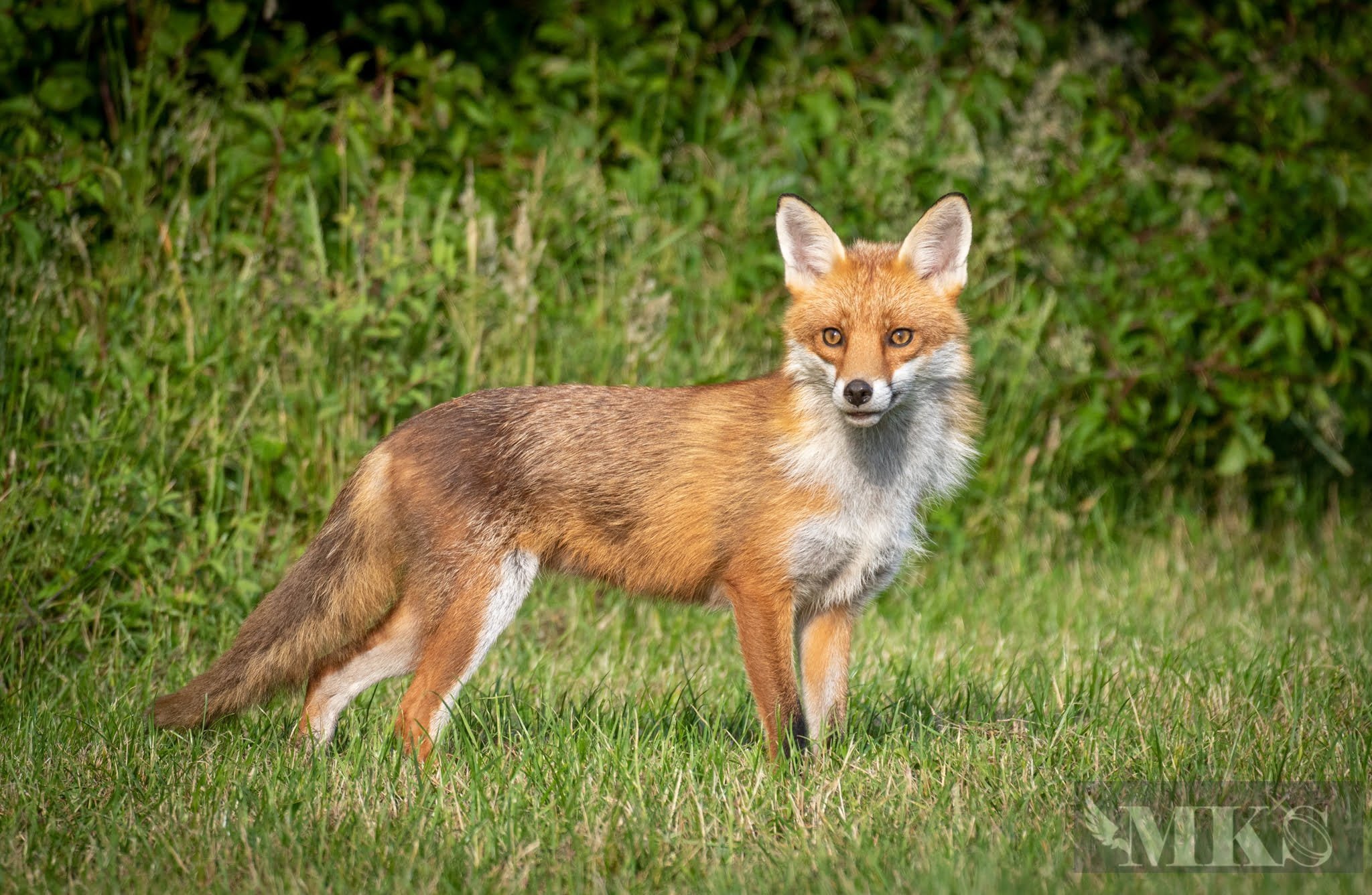 Fox