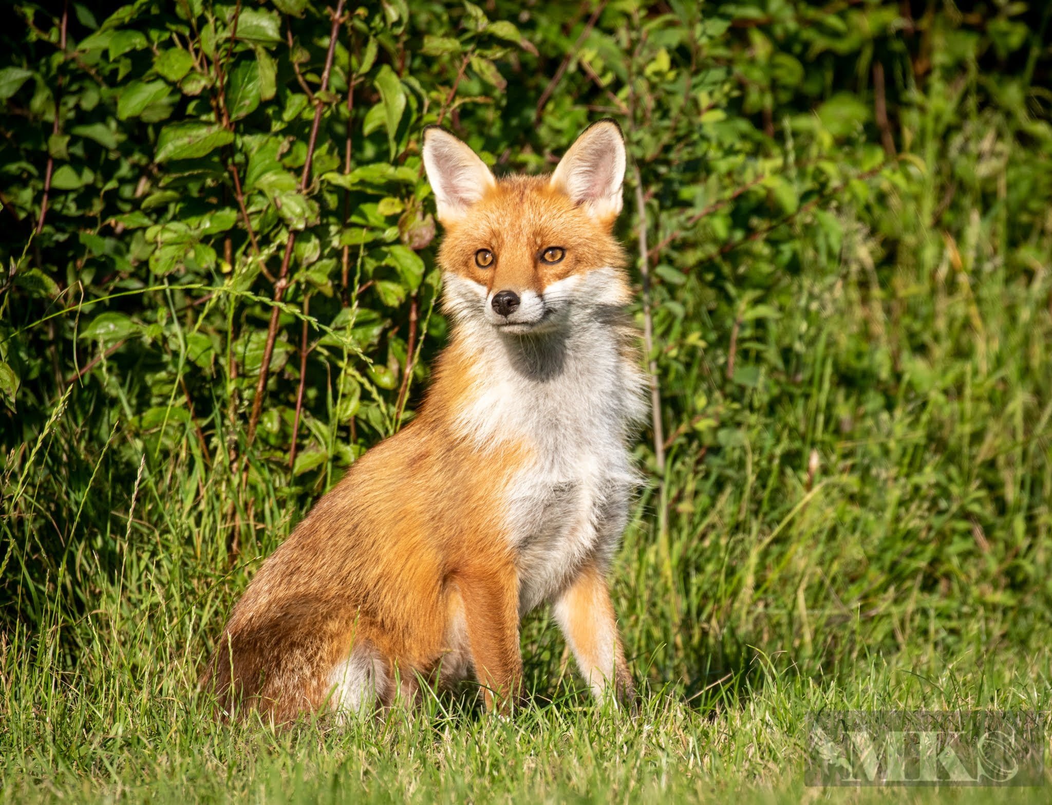 Fox
