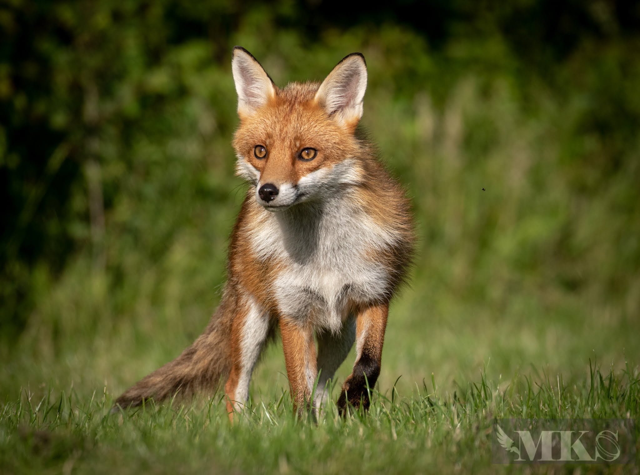 Fox