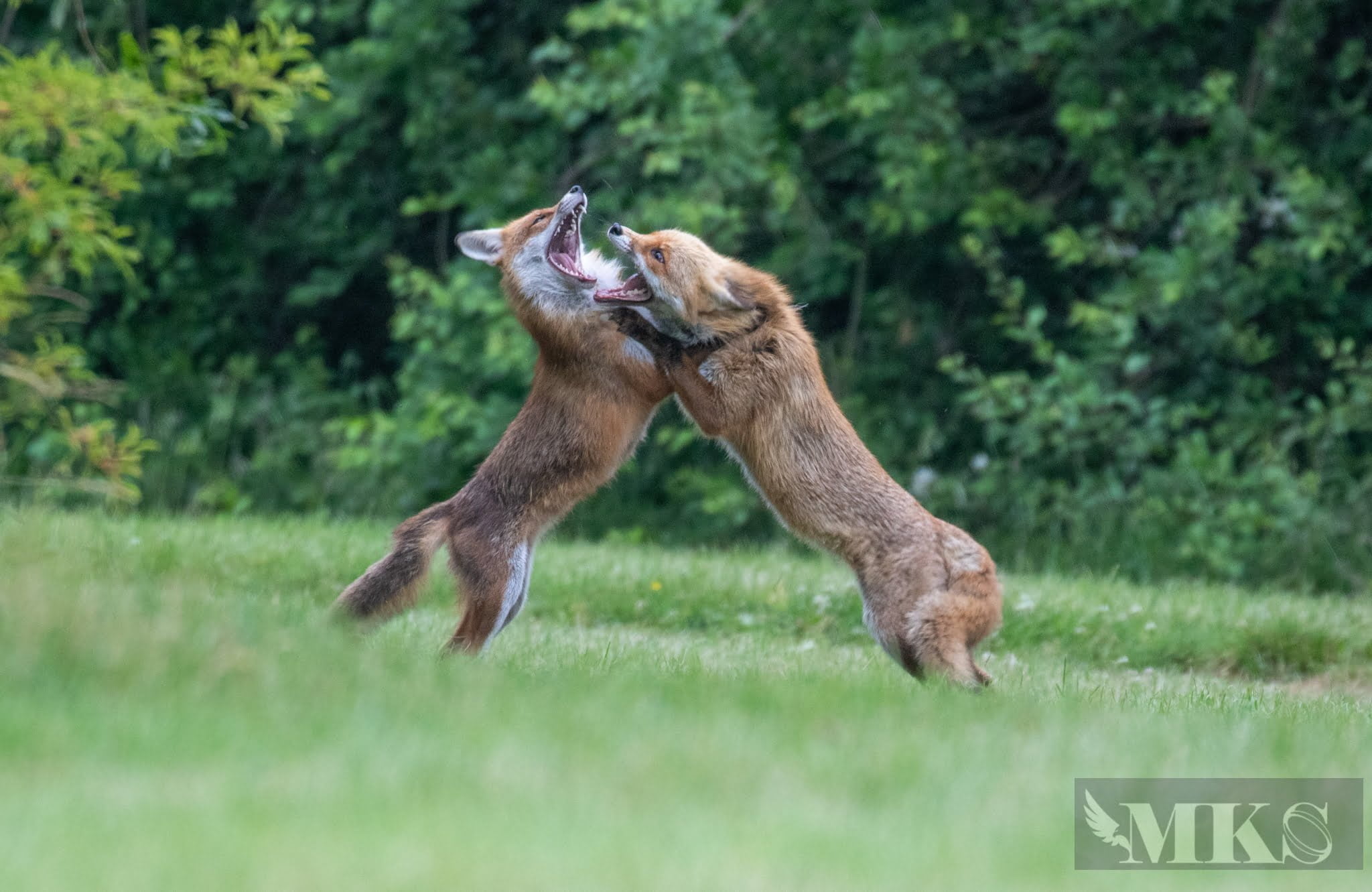 Male Fox Fight