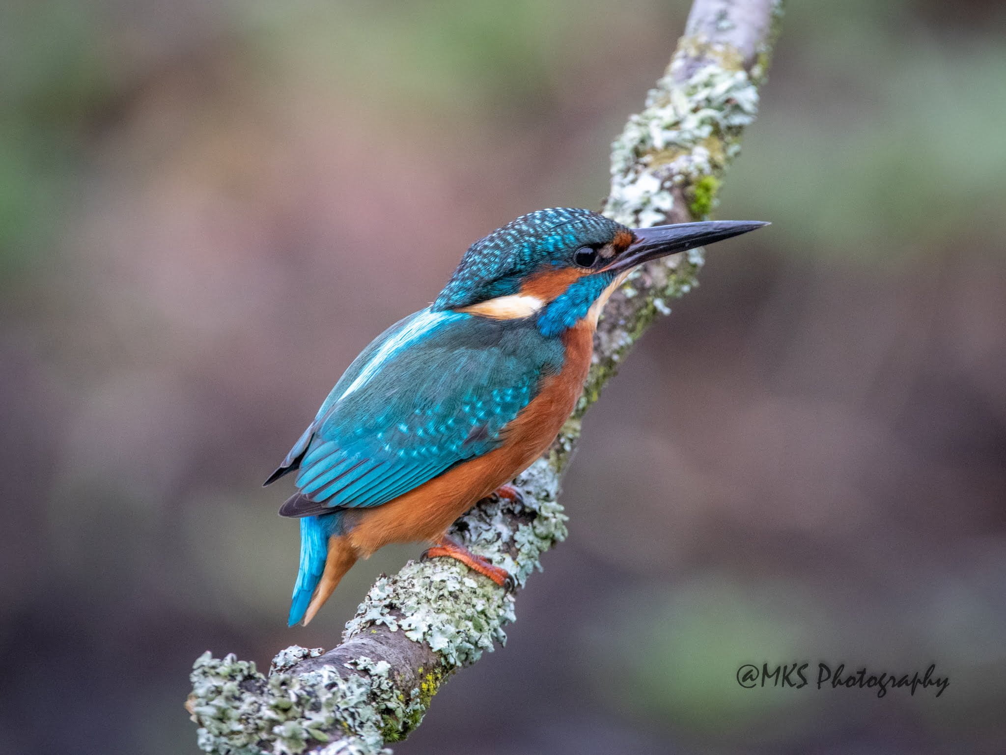 Kingfisher