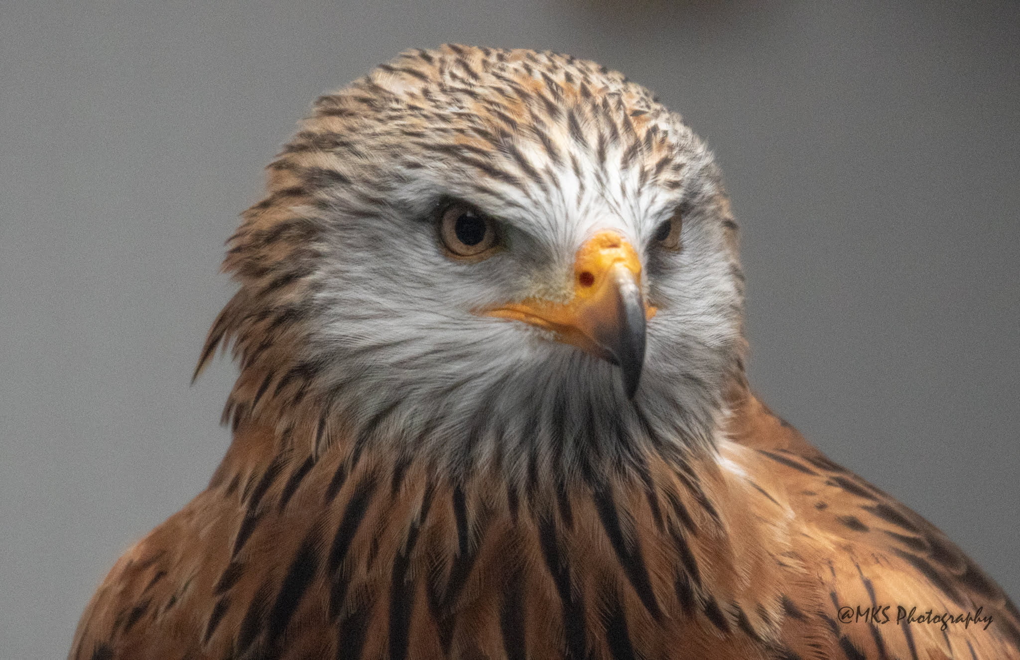 Red Kite
