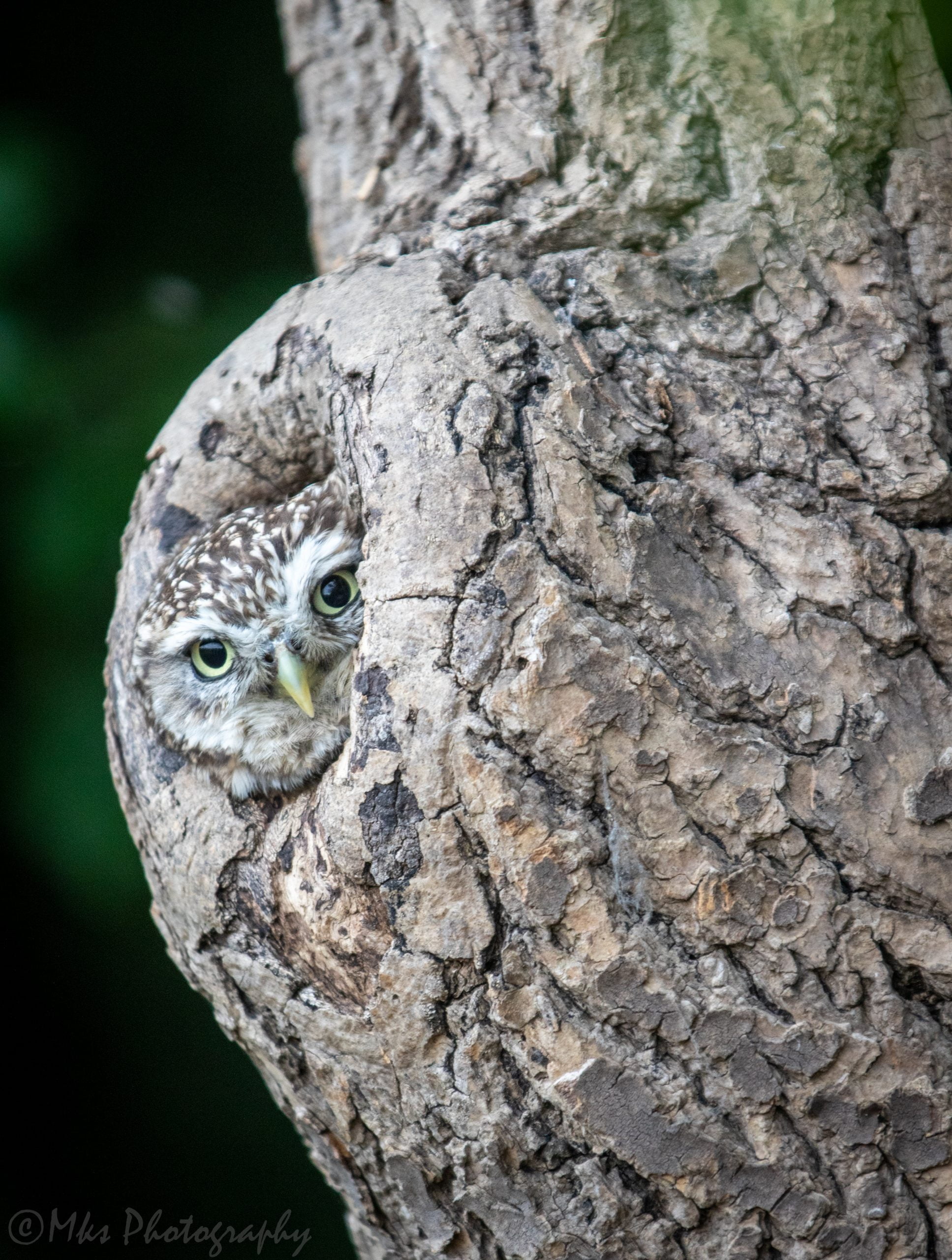 Little Owl