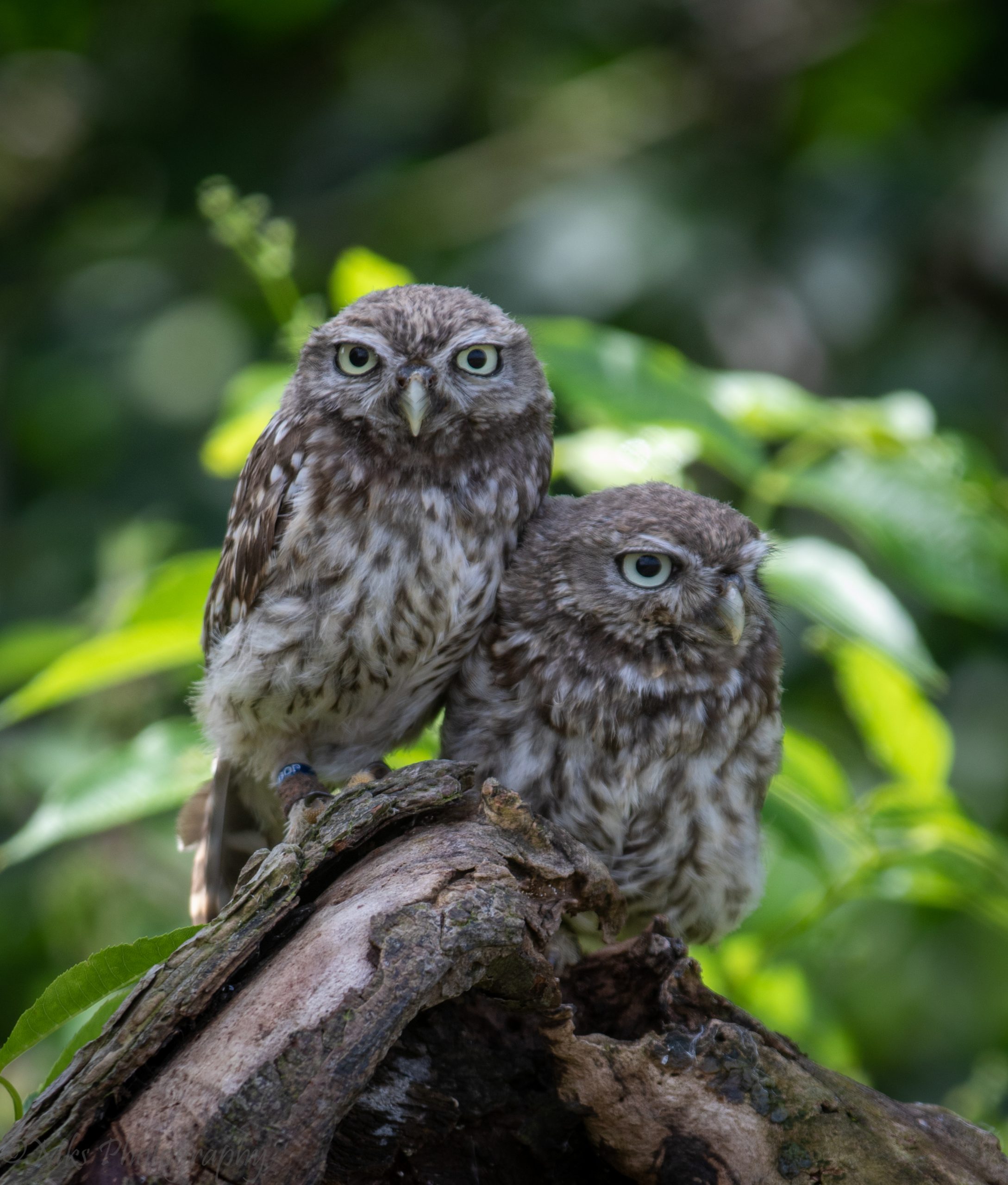 Little Owl