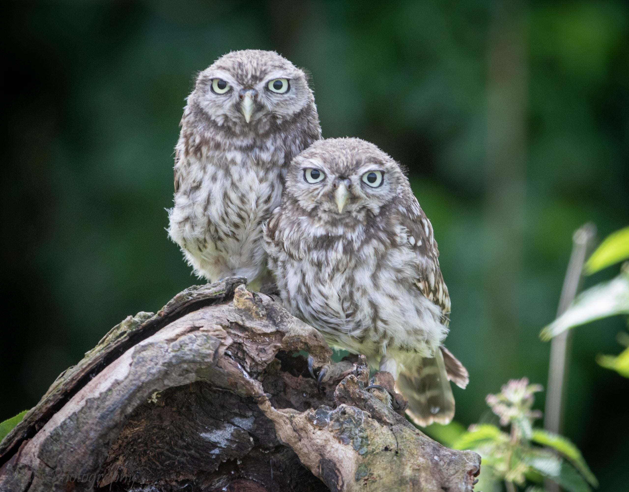 Little Owl