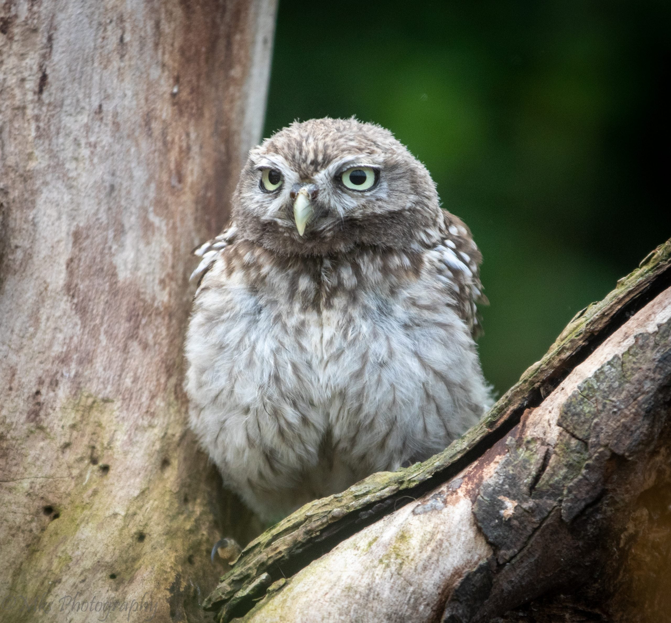 Little Owl