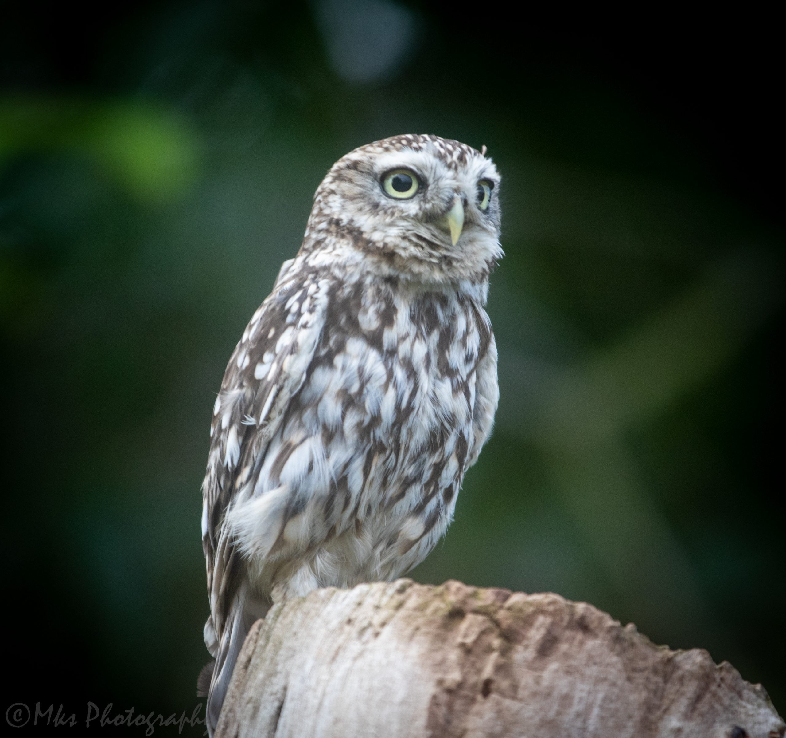 Little Owl