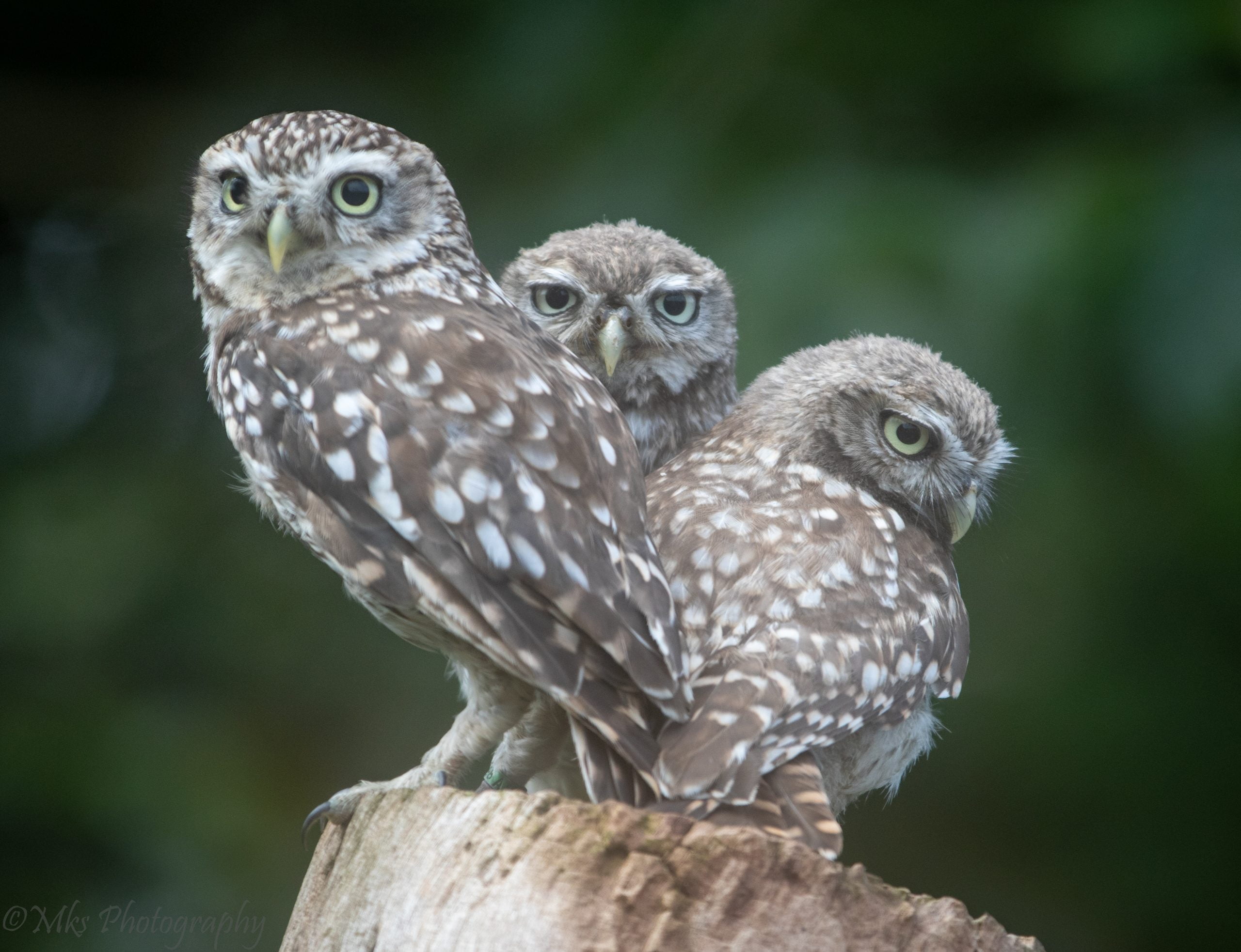 Little Owl