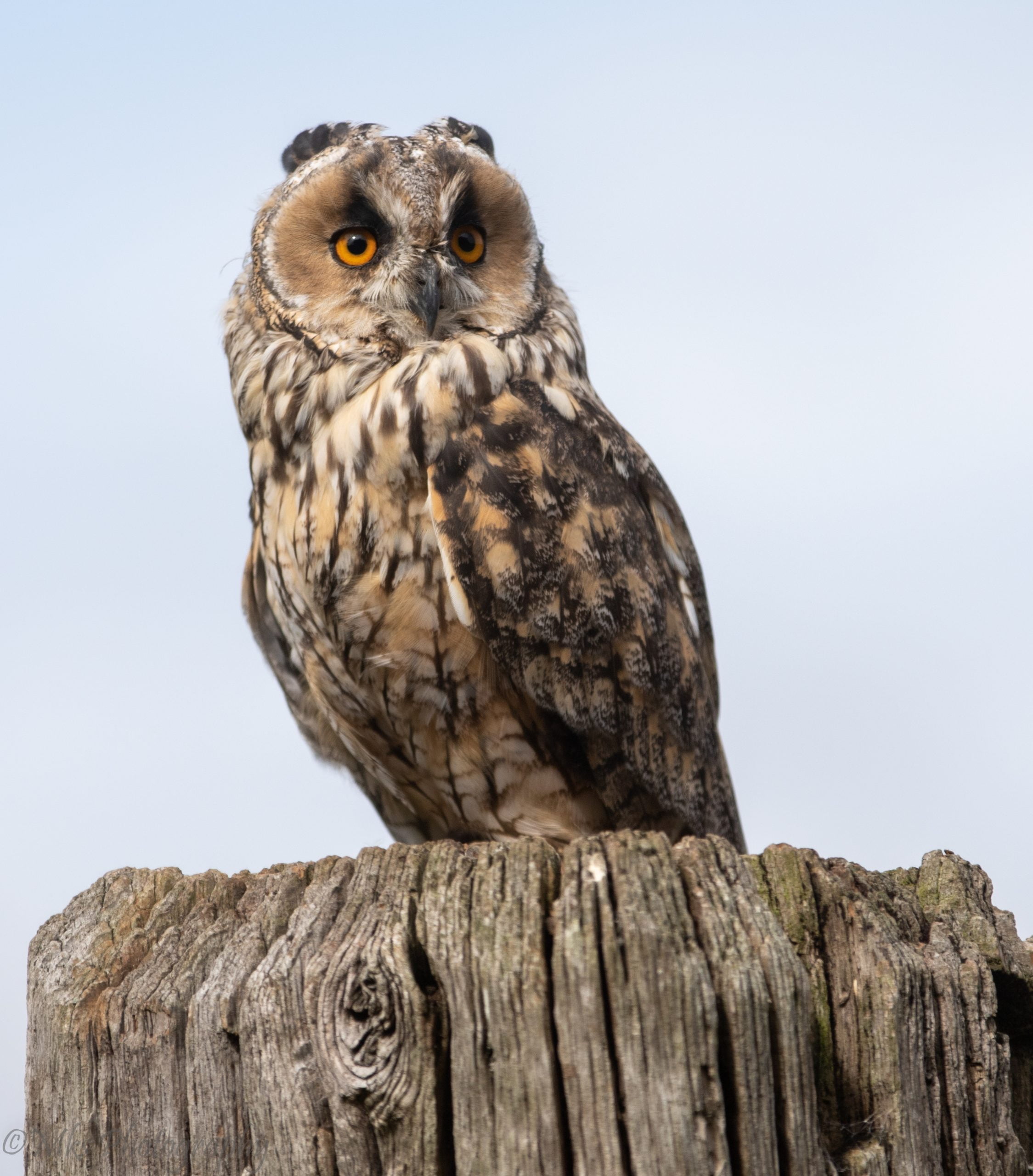 Long Eared Owl