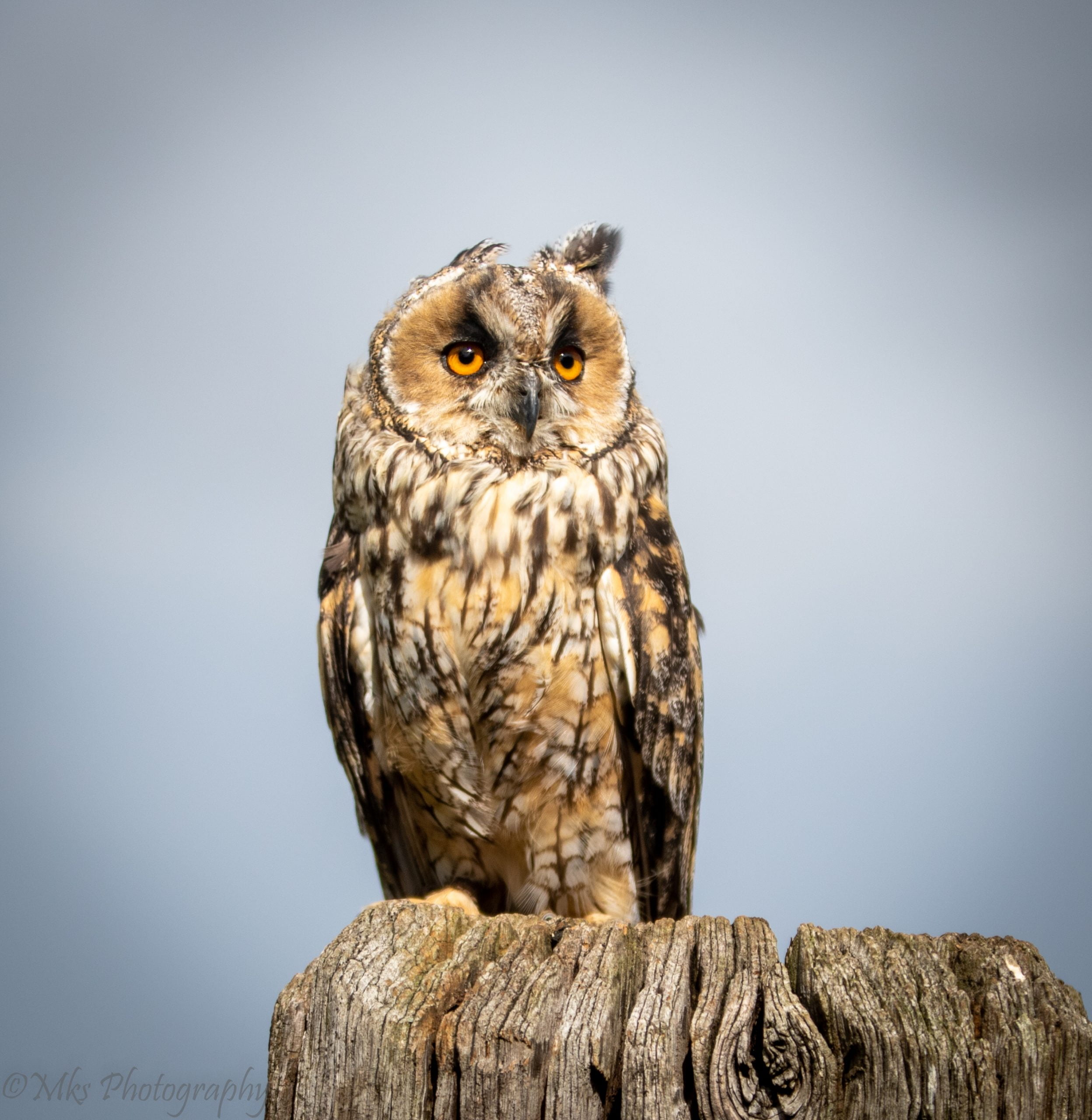 Long Eared Owl