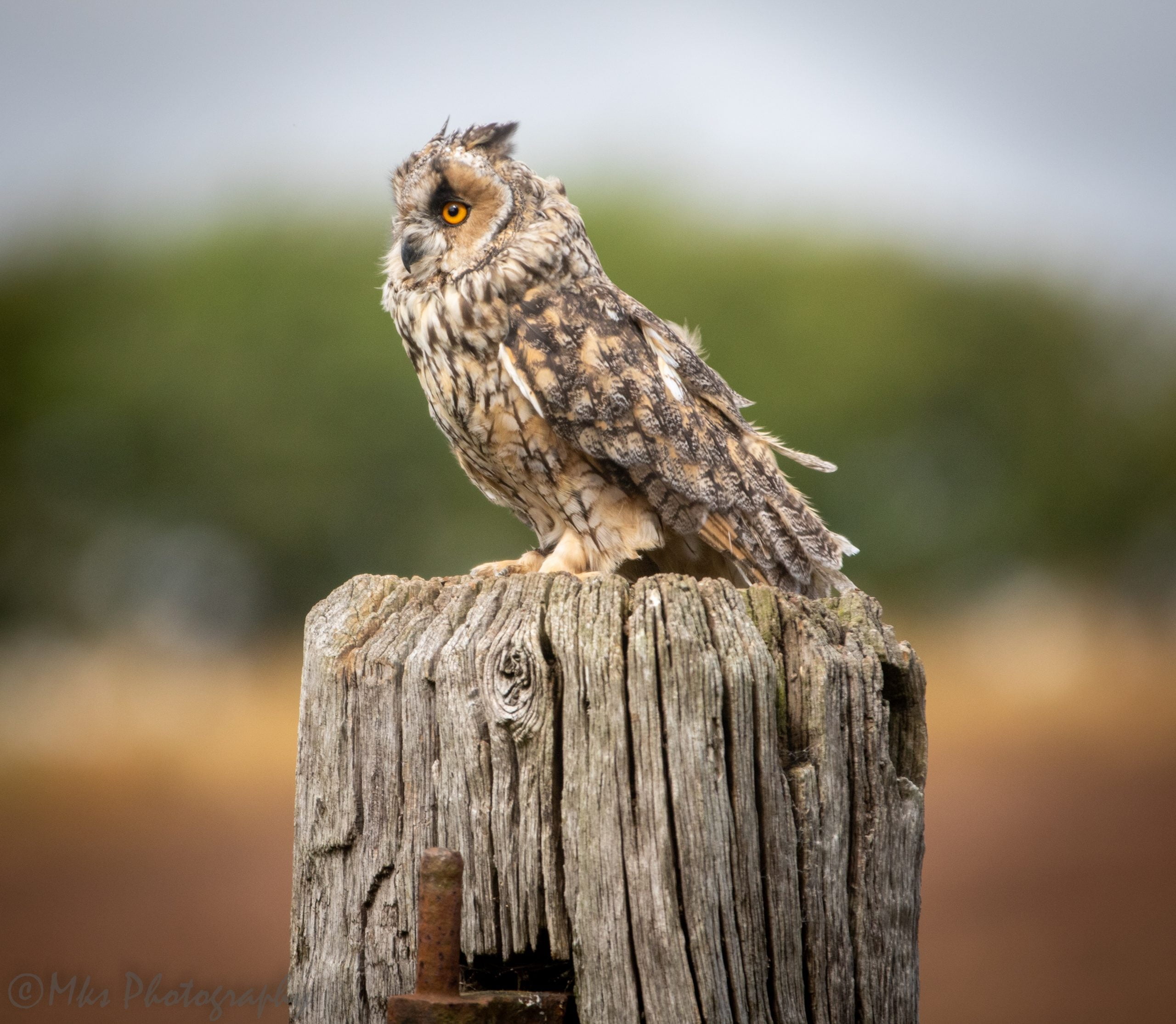 Long Eared Owl