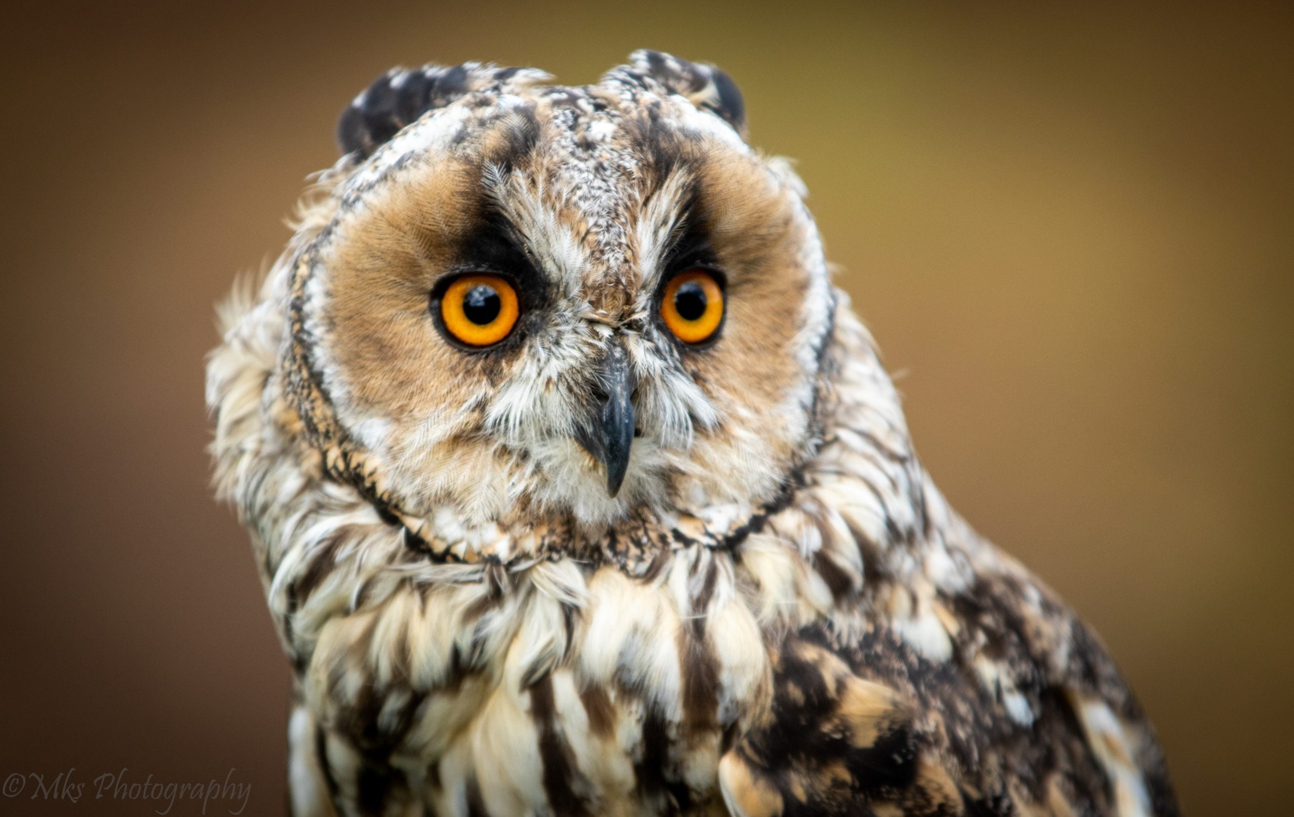 Long Eared Owl