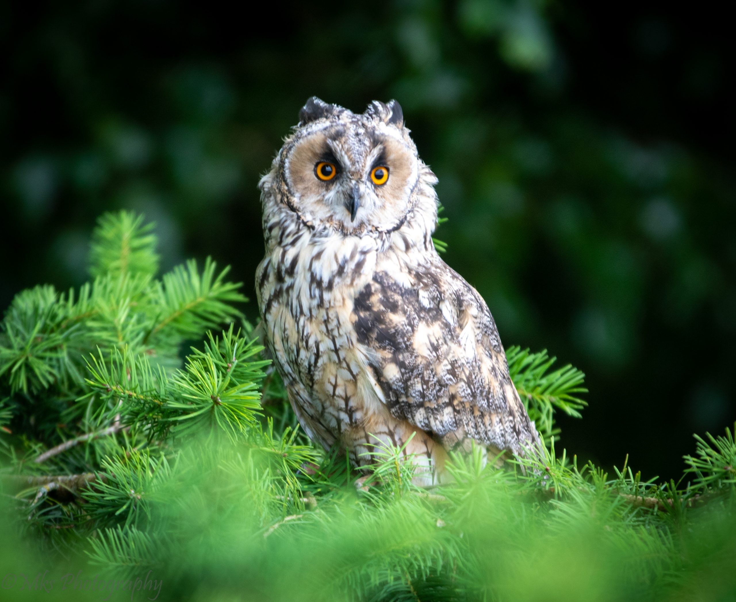 Long Eared Owl