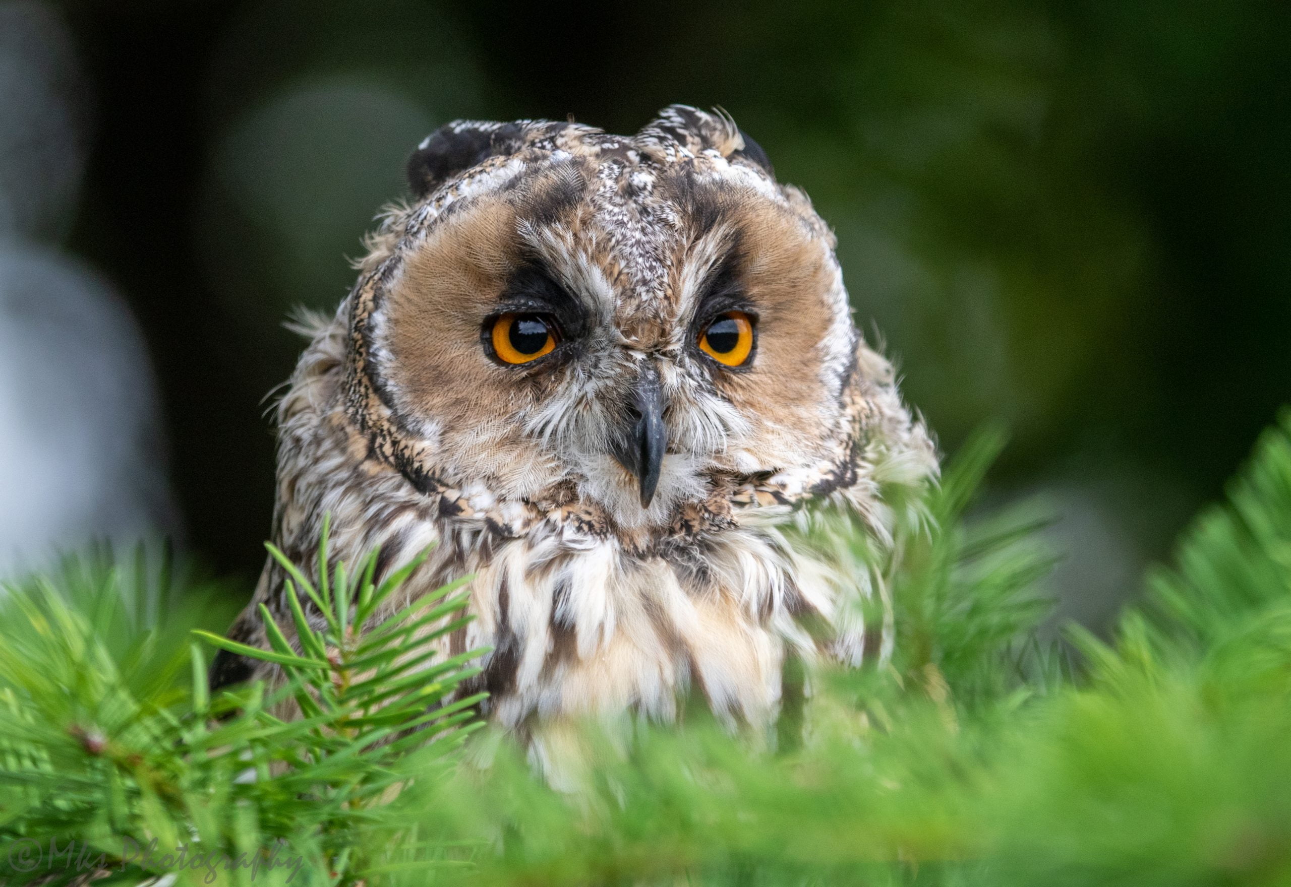 Long Eared Owl