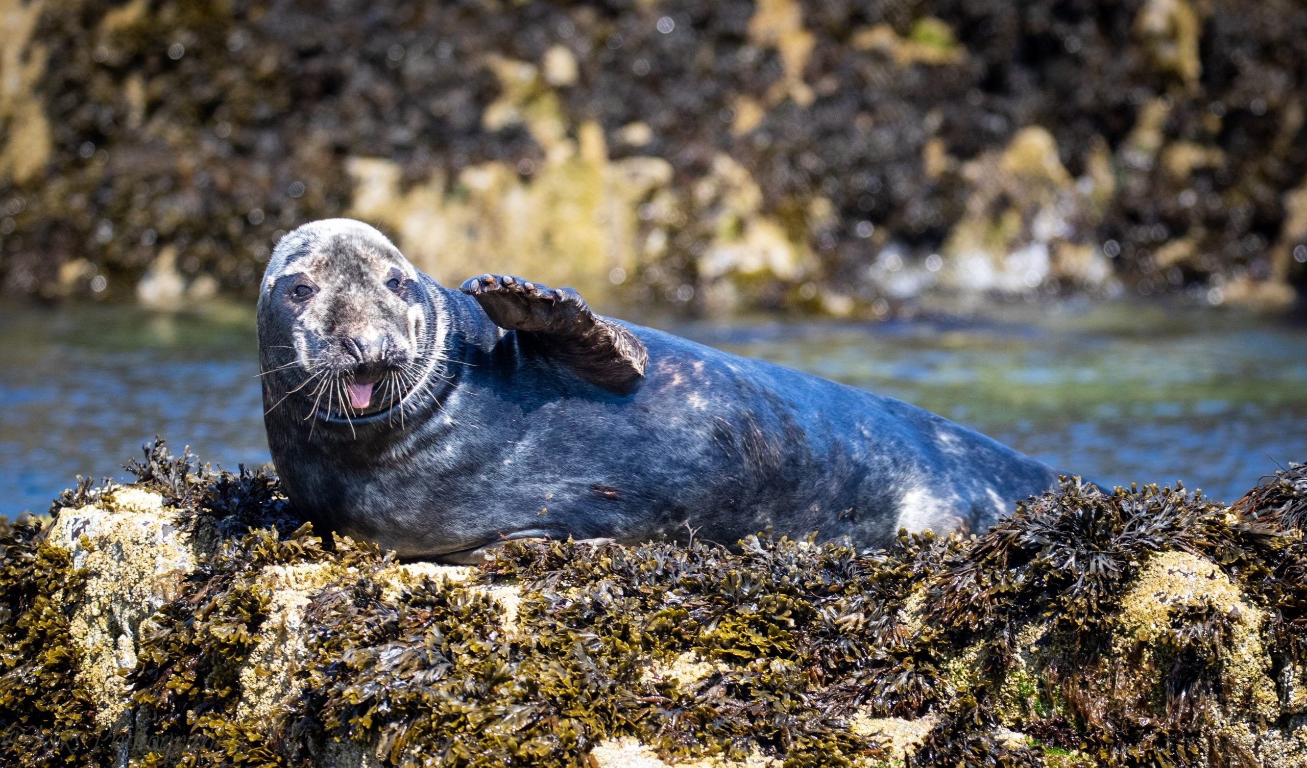 Grey Seal