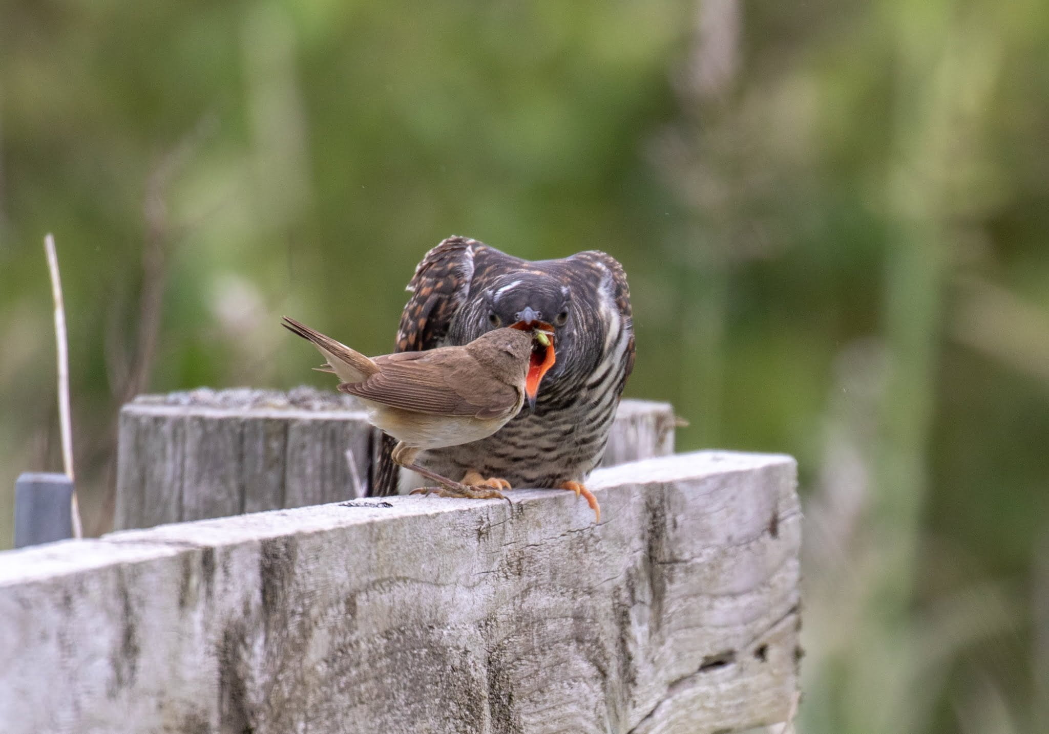 Juvenile Cuckoo and Surrogate Mother
