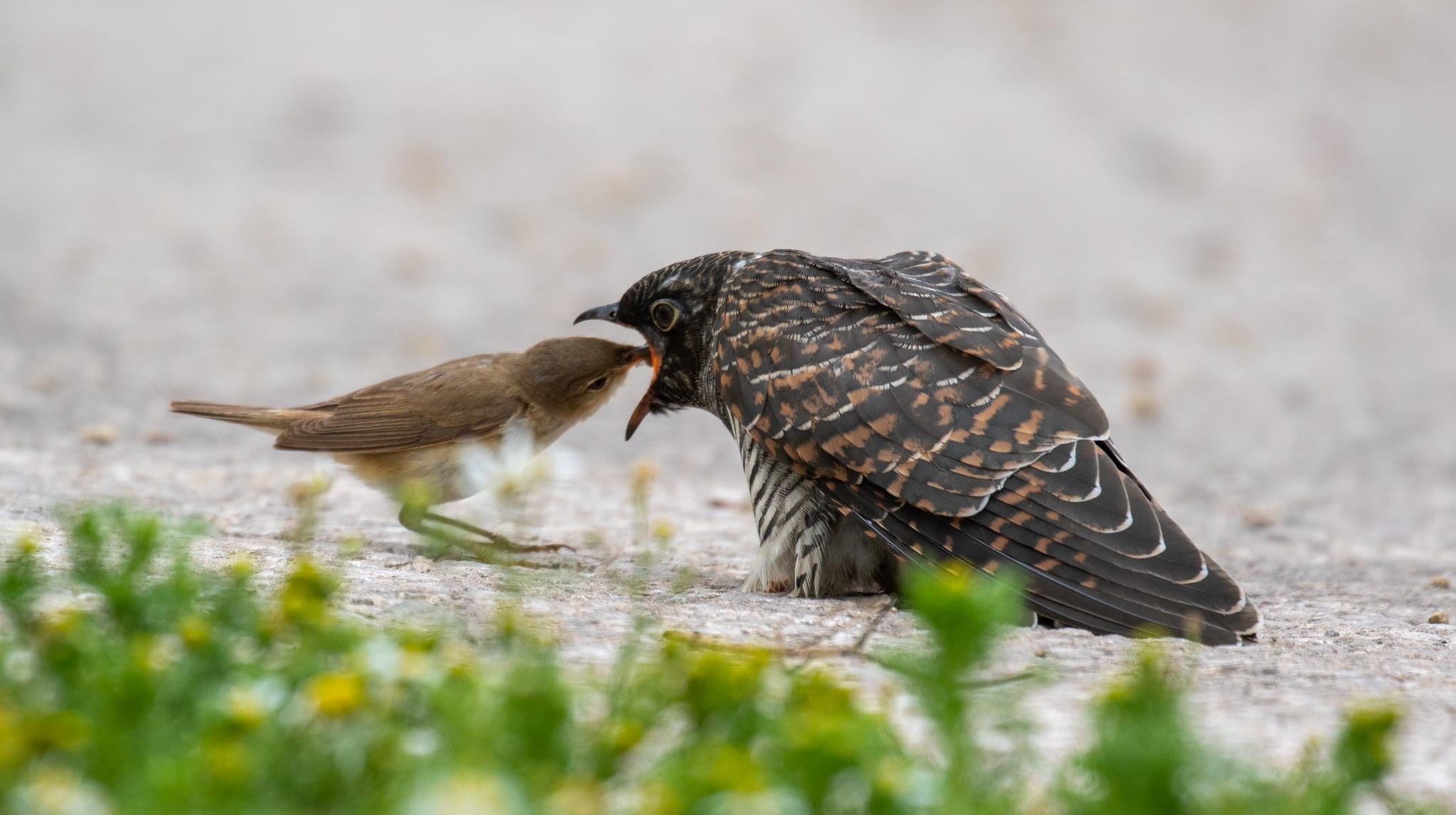 Juvenile Cuckoo and Surrogate Mother