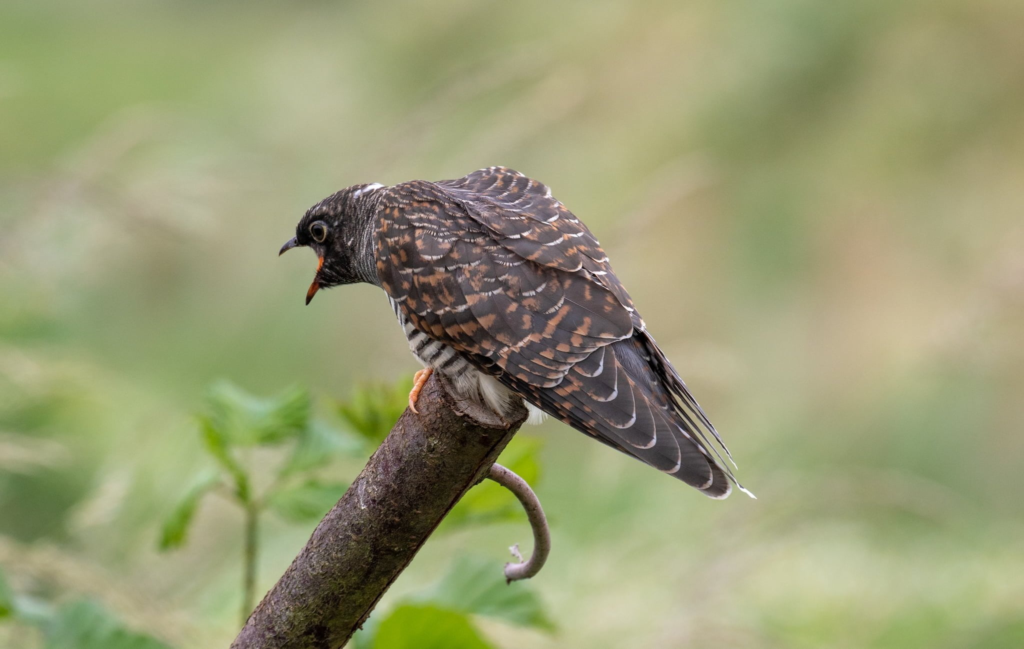 Juvenile Cuckoo
