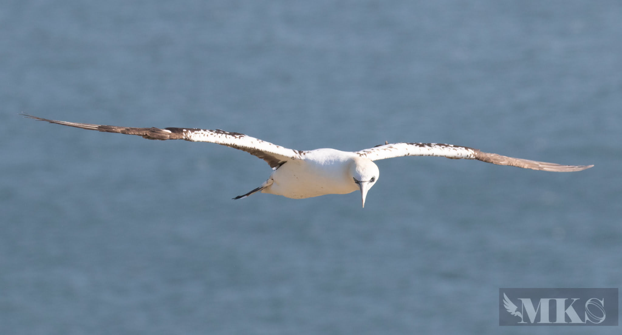 Gannet
