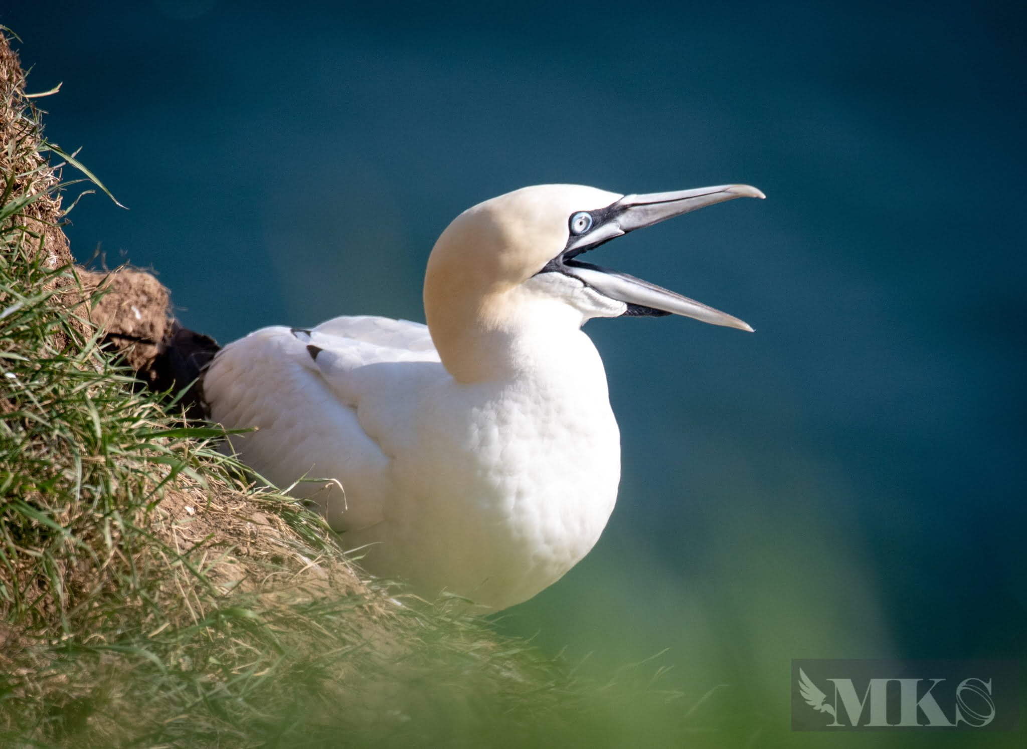 Gannet