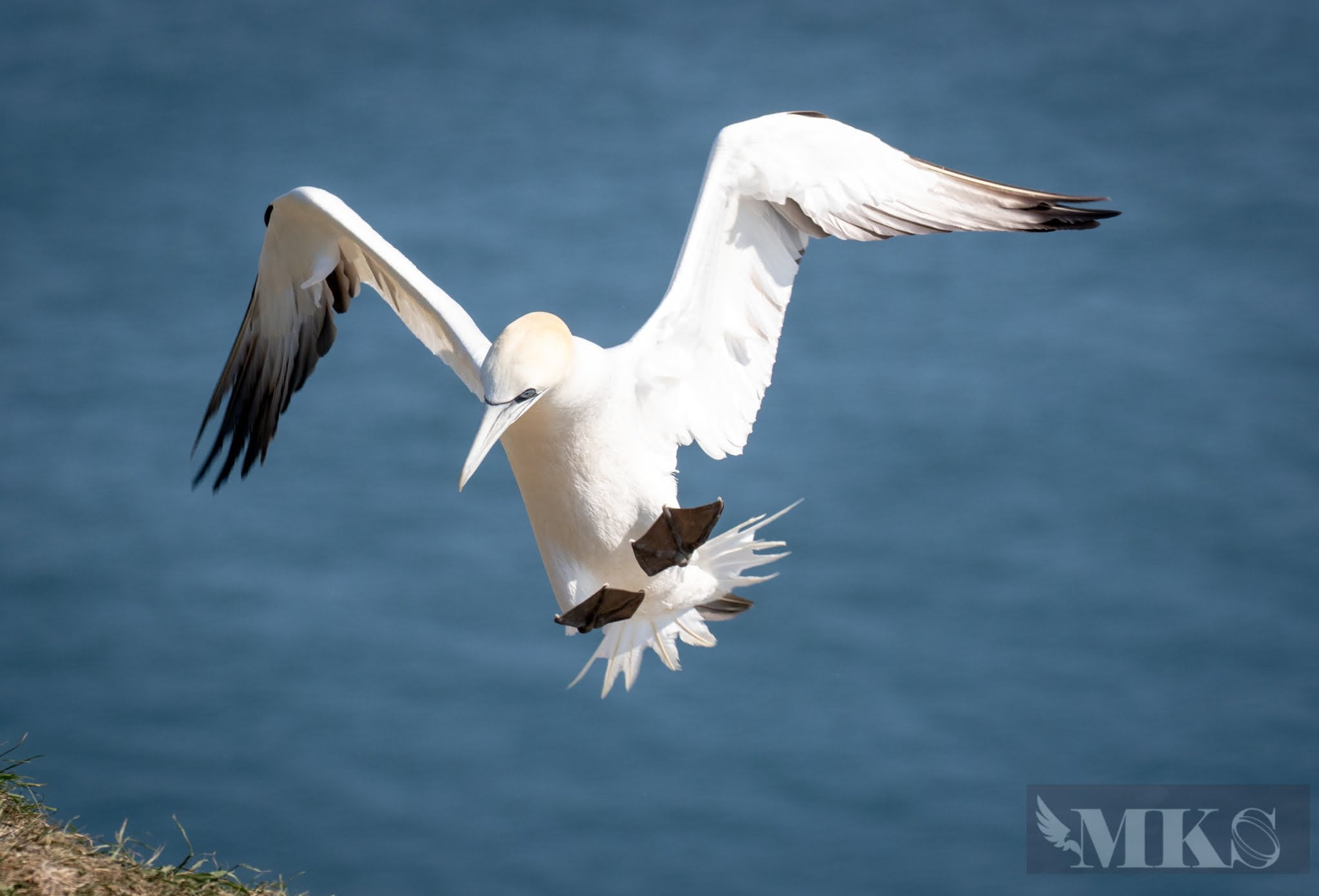Gannet