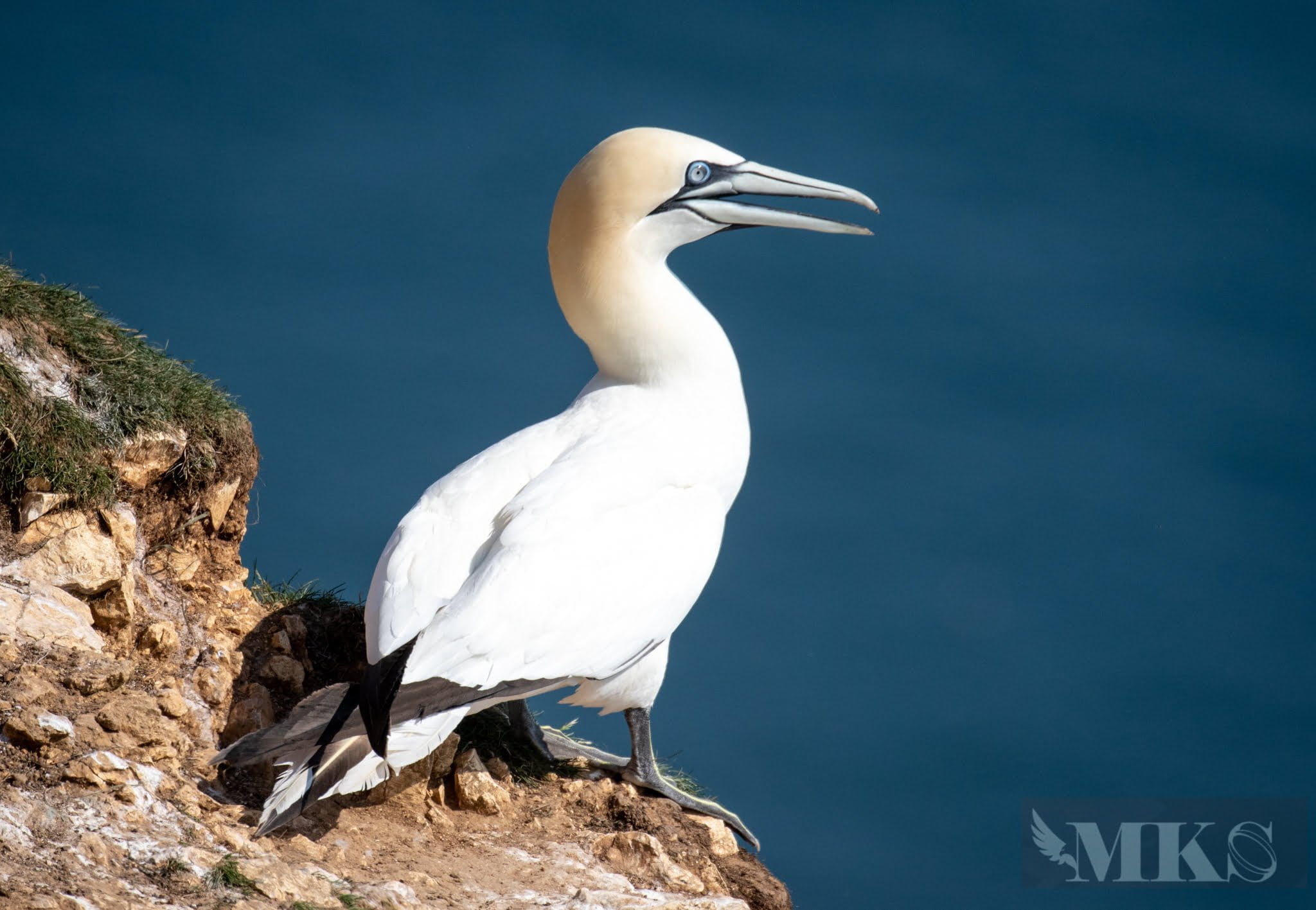 Gannet