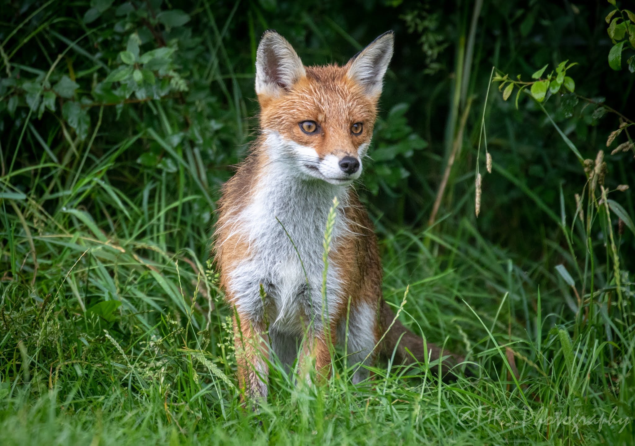 Fox