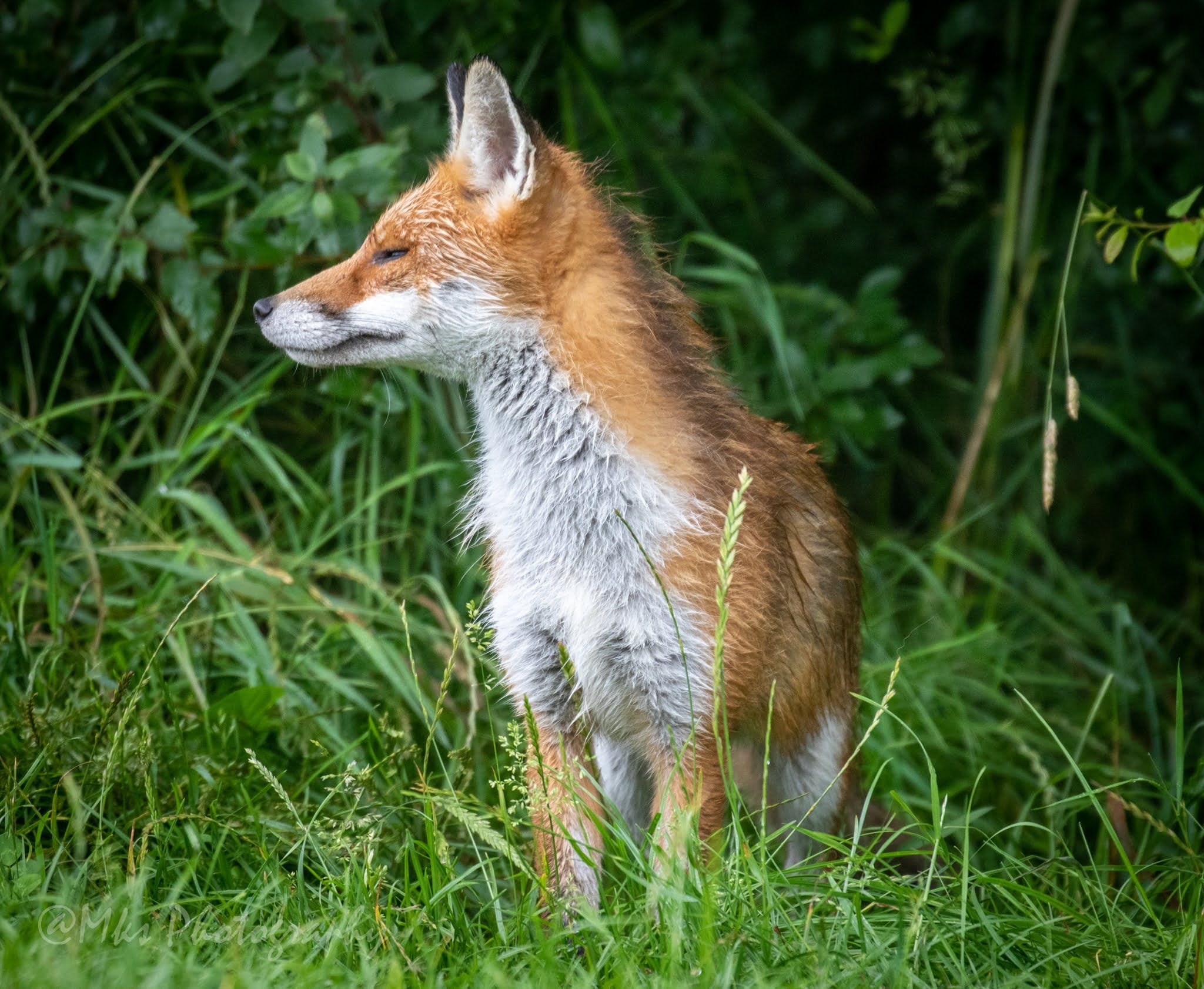 Fox
