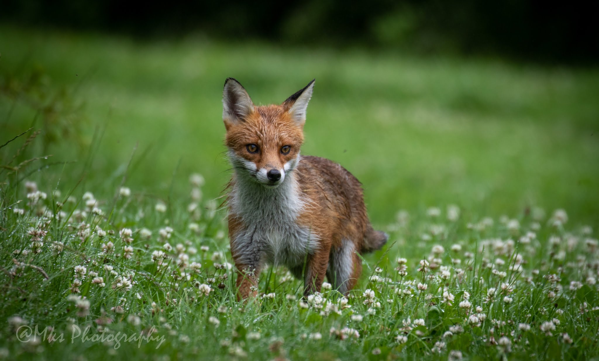 Fox