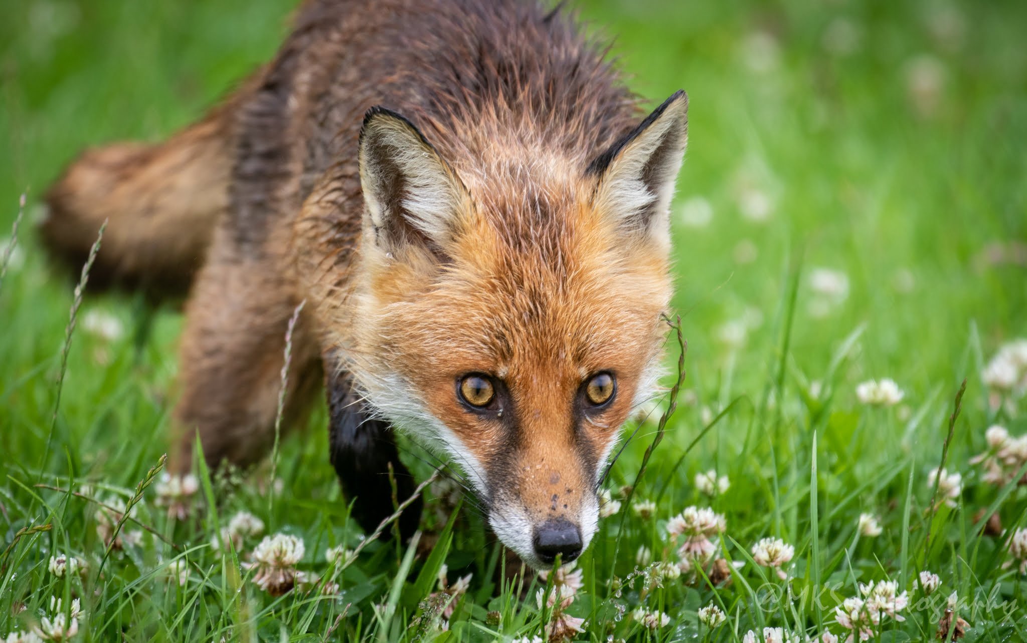 Fox