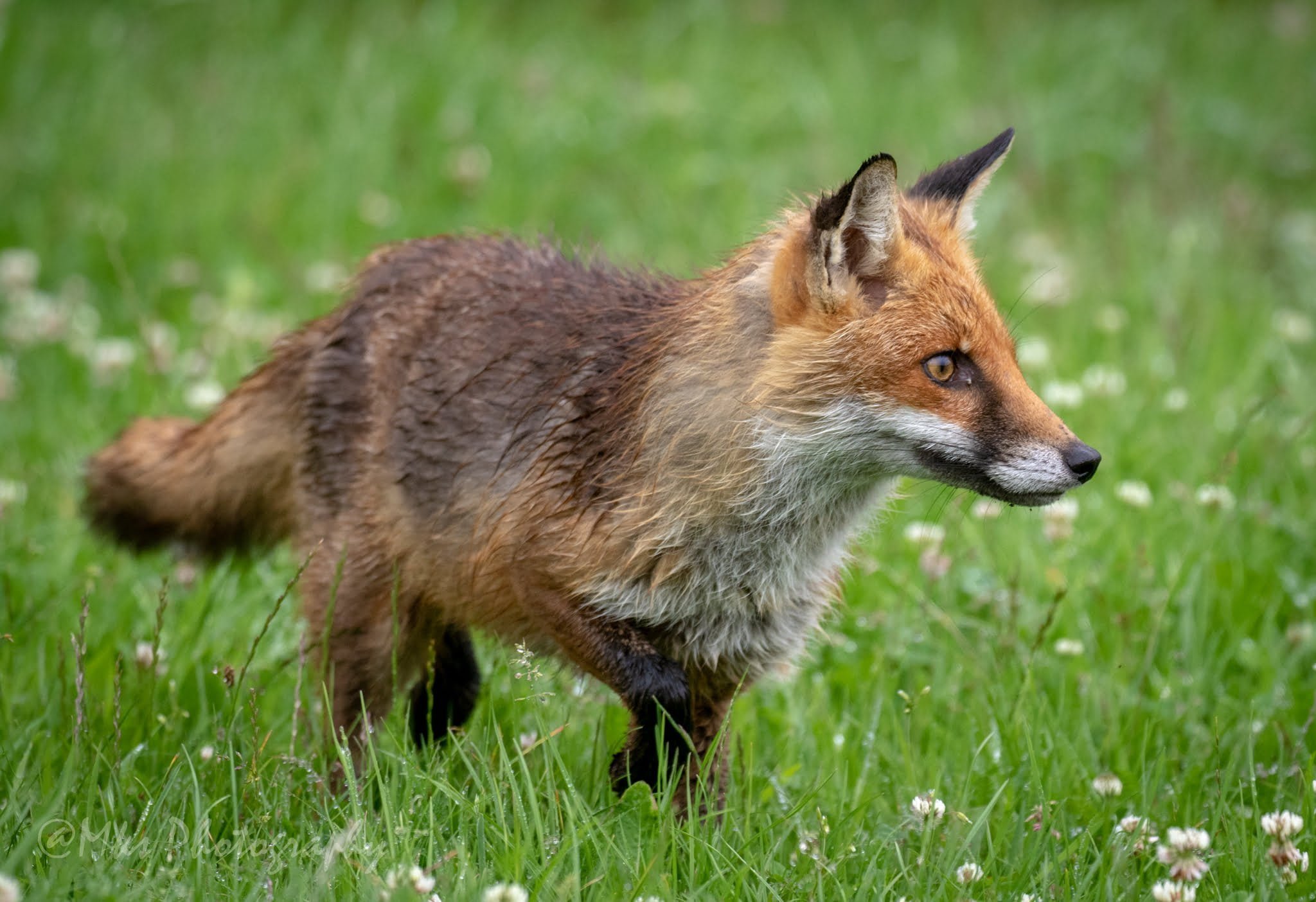 Fox