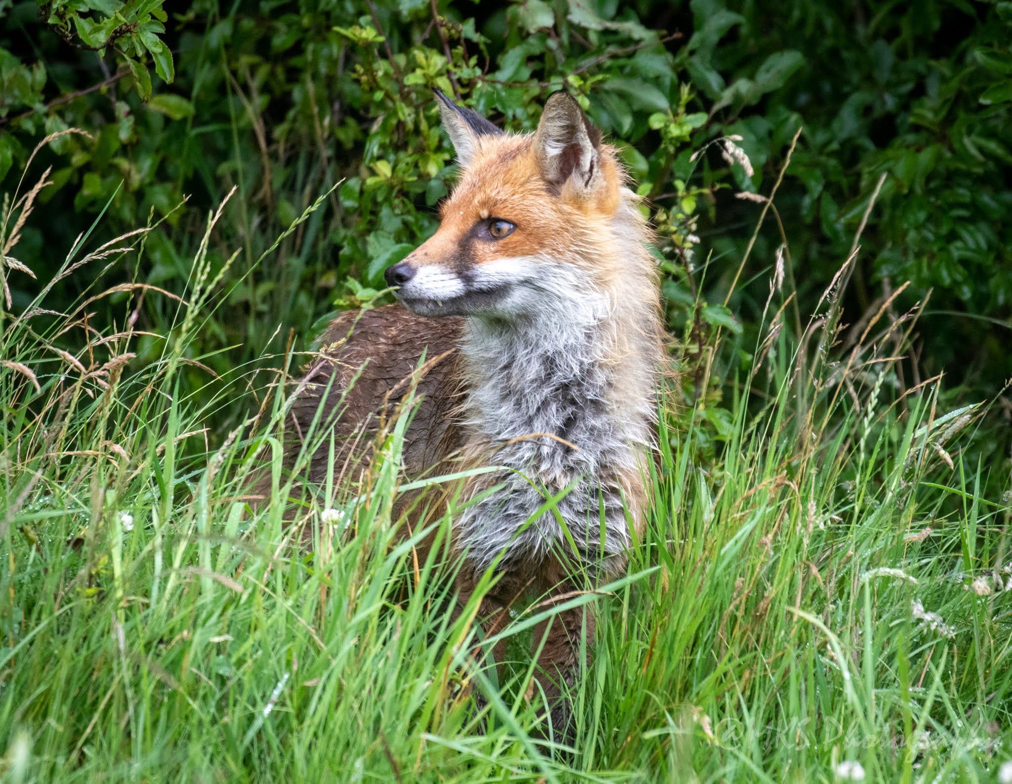 Fox