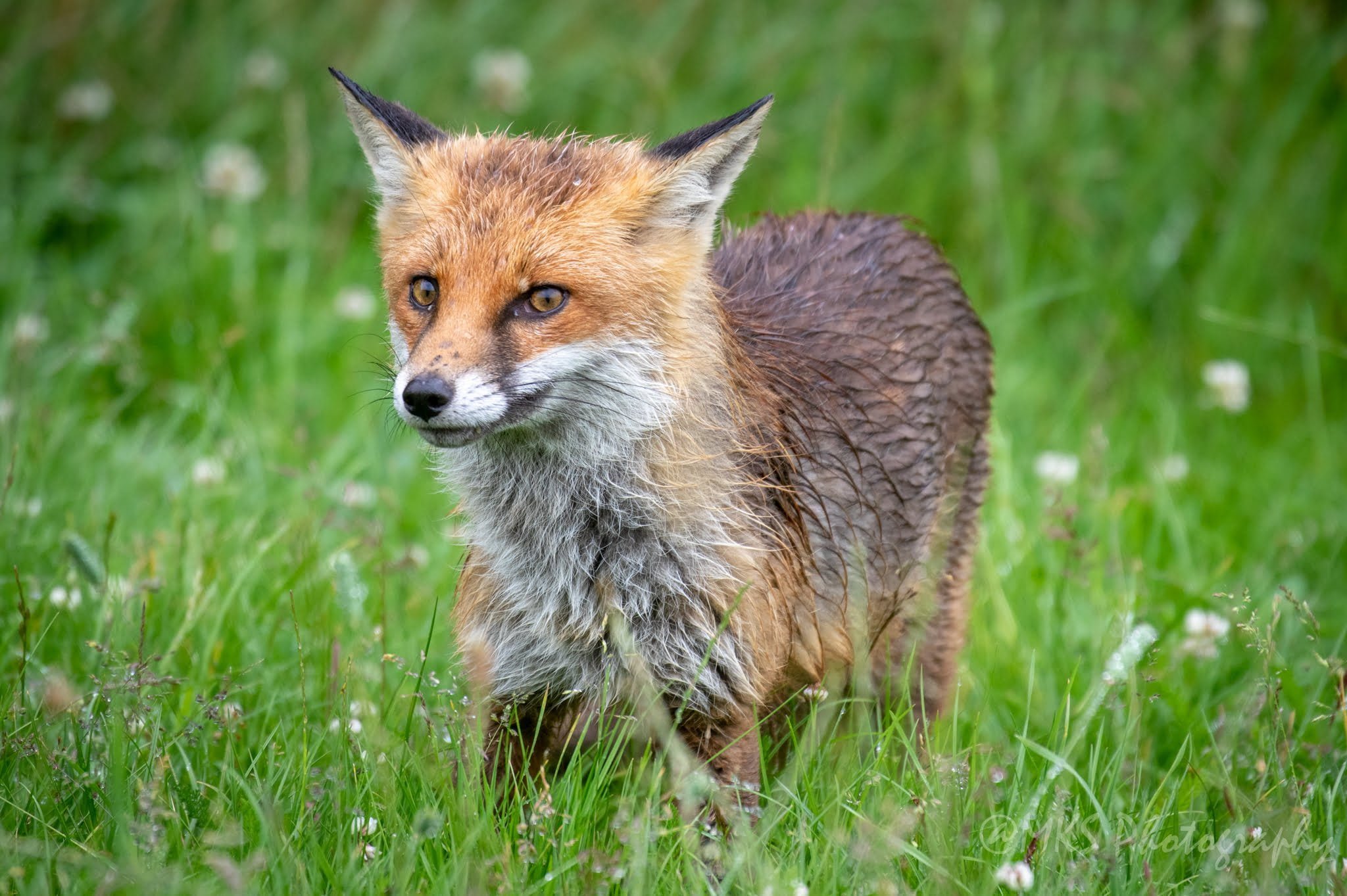 Fox