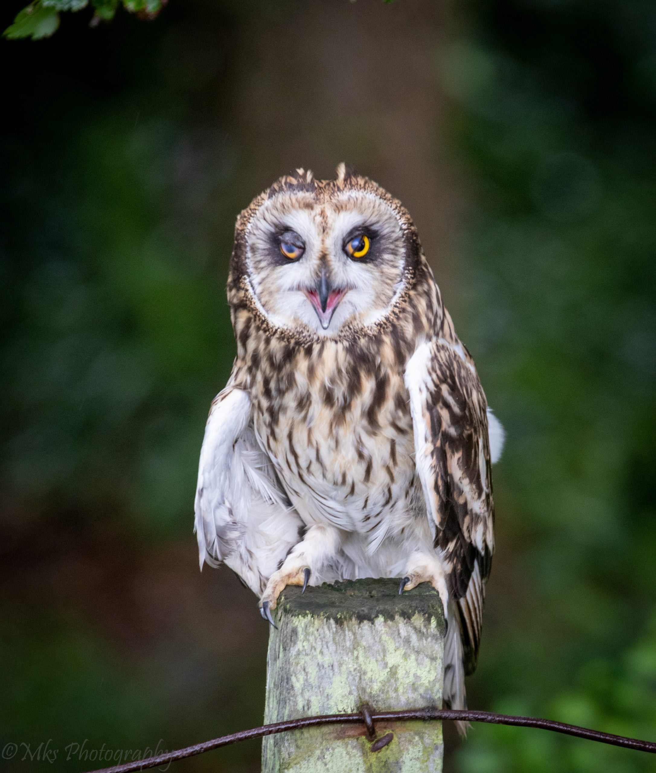 Short Eared Owl