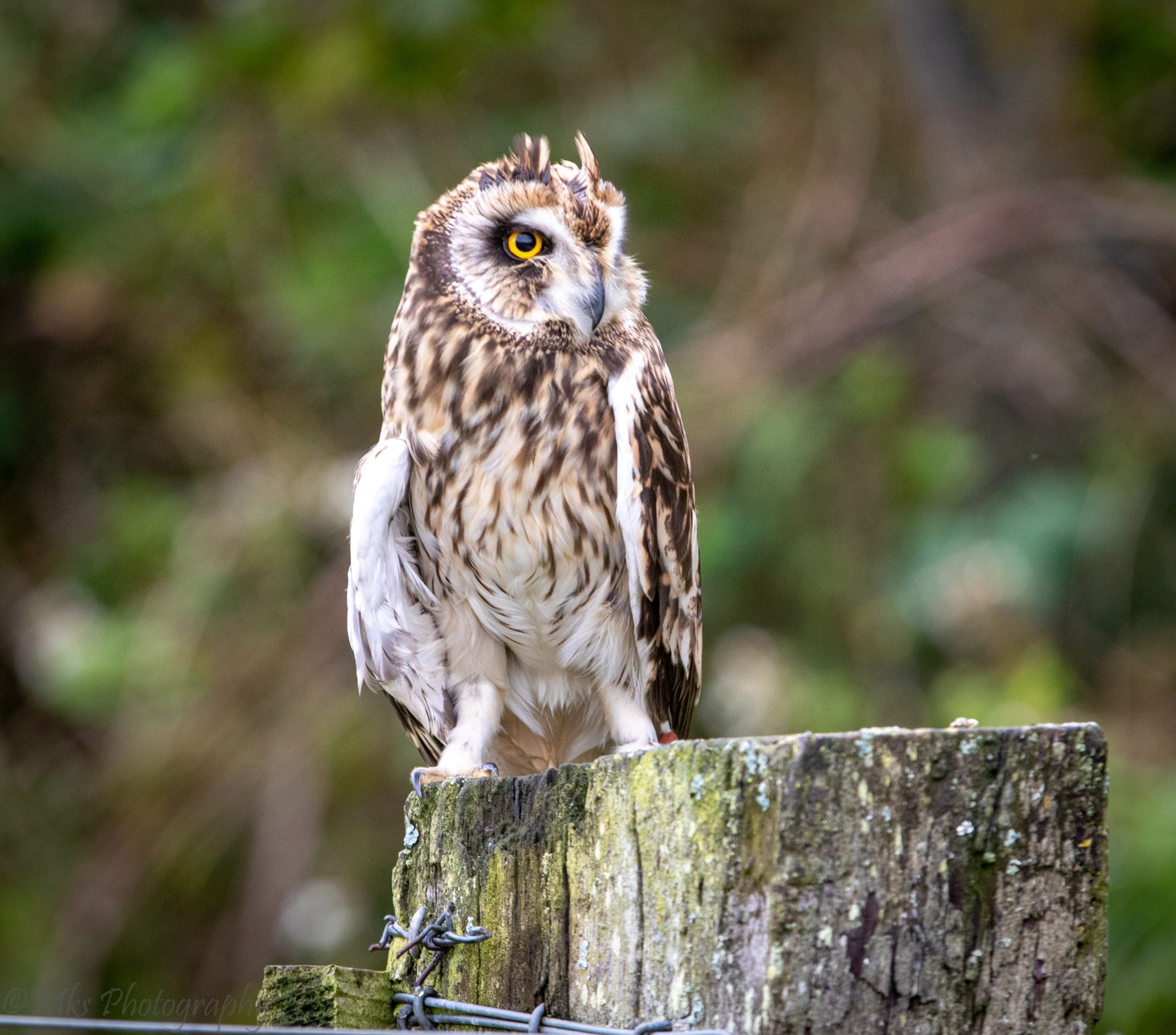 Short Eared Owl